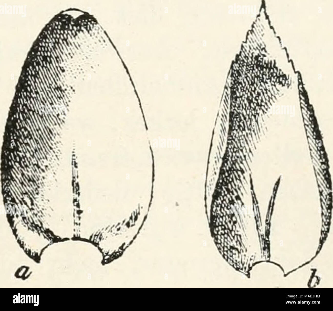 . Dr. L. Rabenhorst's Kryptogamen-Flora von Deutschland, Oesterreich und der Schweiz . Scleropodiumornotlanum(MoI.), a Stengel-, b Aetblatt '•, 756. 8clcropodlum purum (L.). Synonyme: Hypnum terrcstre erectnm, ramulis terctibus, foliis sub- rotundis, saturate virentibus et Hypnum terrestre erectnm, ramulis terctibus, foliis subrotuudis albo-virontibus oinctis Dill. Cat. Giea. p. 220 (1718). 10* Stock Photo