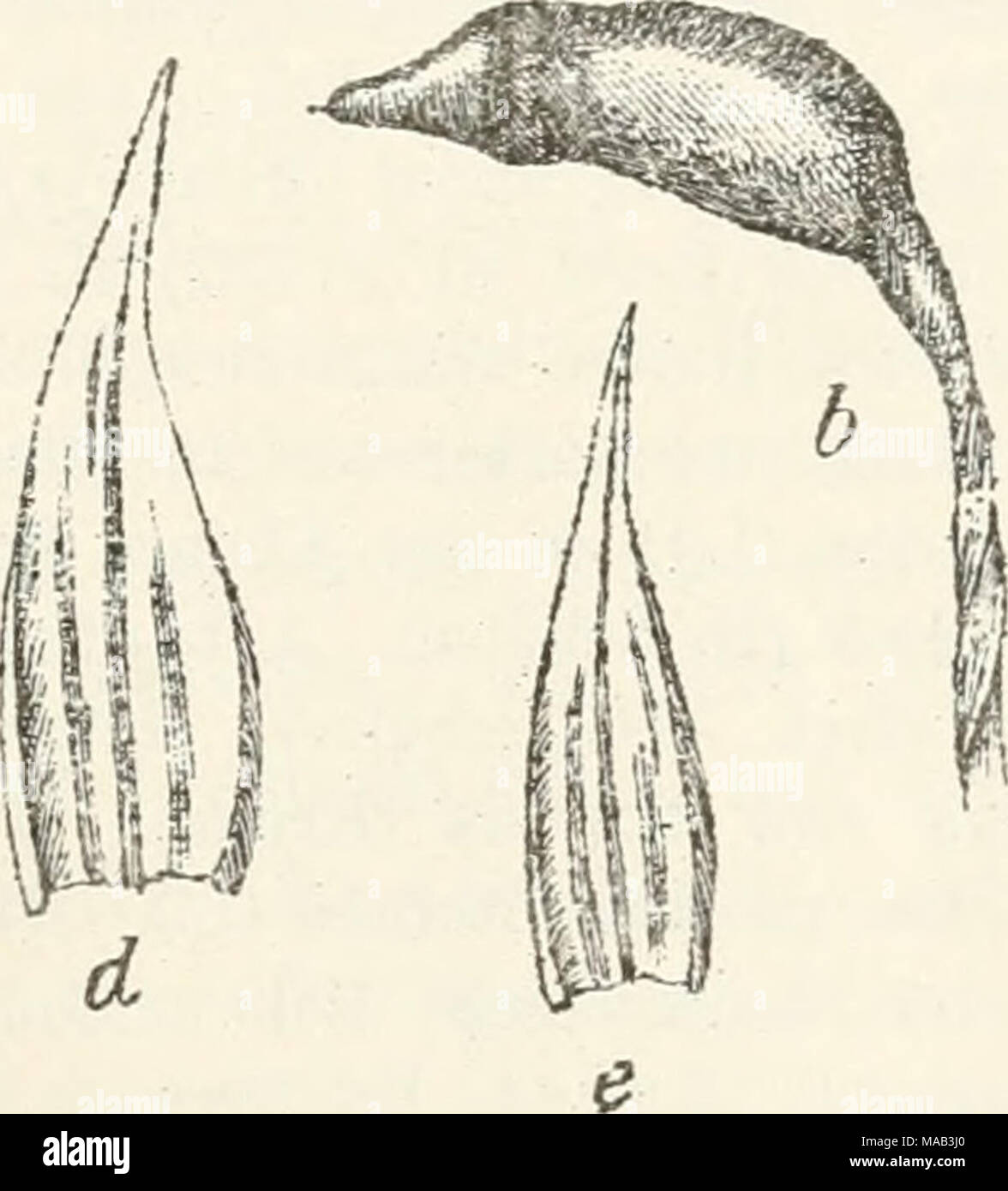 . Dr. L. Rabenhorst's Kryptogamen-Flora von Deutschland, Oesterreich und der Schweiz . Brach ytheciura Geheebii Milde, a, b Kapsel &lt; *, c Warzen der Seta A««, d Stengel- und e Astblatt 2«. ön der Insertion dreischichtig; an den nicht ausgehöhlten Blattflügeln sehr zahlreiche quadratische (0,018 mm) und ovale, grüne Zellen. Astblätter 1,5—1,7 mm lang und 0,5—0,8 mm breit, allmählich breit und scharf zugespitzt, ßänder umgerollt, nuT an der flachen Spi-tze gezähnt; Rippe fast vollständig, oberwärte am Eüclien schwach gezähnt, Zellaetz dem der Stengelhlätter ähnlich. Perich ätiura nicht wurzel Stock Photo