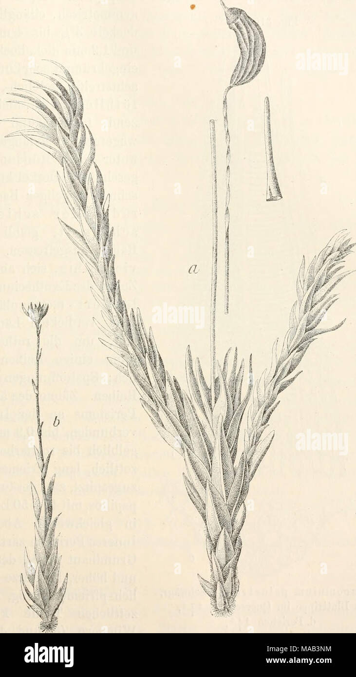 . Dr. L. Rabenhorst's Kryptogamen-Flora von Deutschland, Oesterreich und der Schweiz . Aulacomnium palustrc (L.) Scliwägr. a Habitusbild und b Pseudopodium &gt; Stock Photo