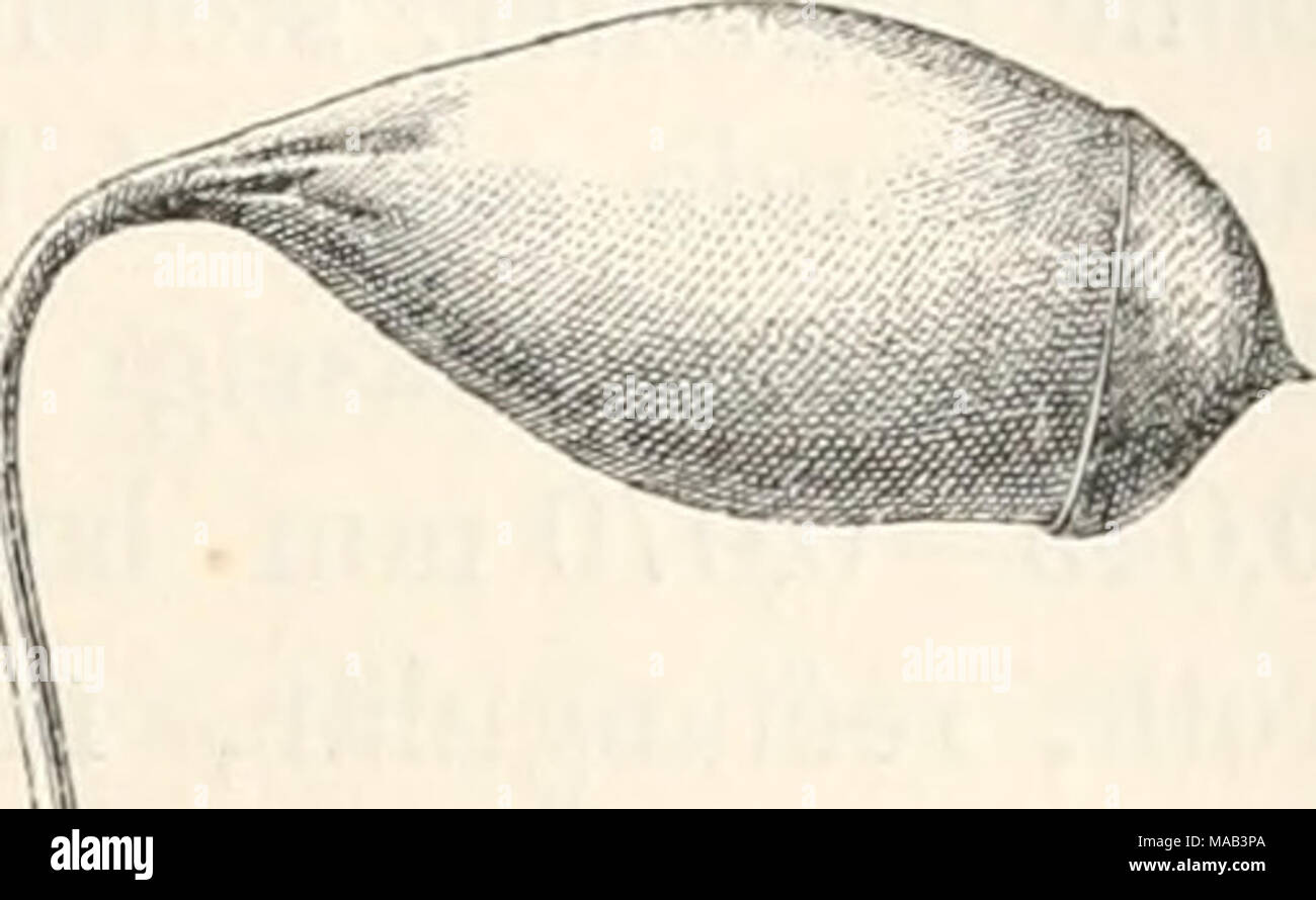 . Dr. L. Rabenhorst's Kryptogamen-Flora von Deutschland, Oesterreich und der Schweiz . 409 rhomboidisch, am tiefsten Blattgrunde und in den Blattecken röthlich, quadratisch und rundlicli-6seitig, 0,018 mm. Seta 1—2V2 cm lang, Scheidchen eiförmig, mit röthlichen Paraphysen. Kapsel geneigt und fast hängend, bis 2,5 mm lang und 1 mm breit, mit dem verschmälerten, schwach gebogenen Halse (Vs bis kaum V2 der Urne) kurz verkehrt- j,.^ eibirnförmig, weitmündig, derbhäutig, röthlichbraun, zuletzt schwärzlich-rothbraun, trocken unter der Mündung nicht einge- schnürt. Deckel gross, am Grunde nicht weite Stock Photo