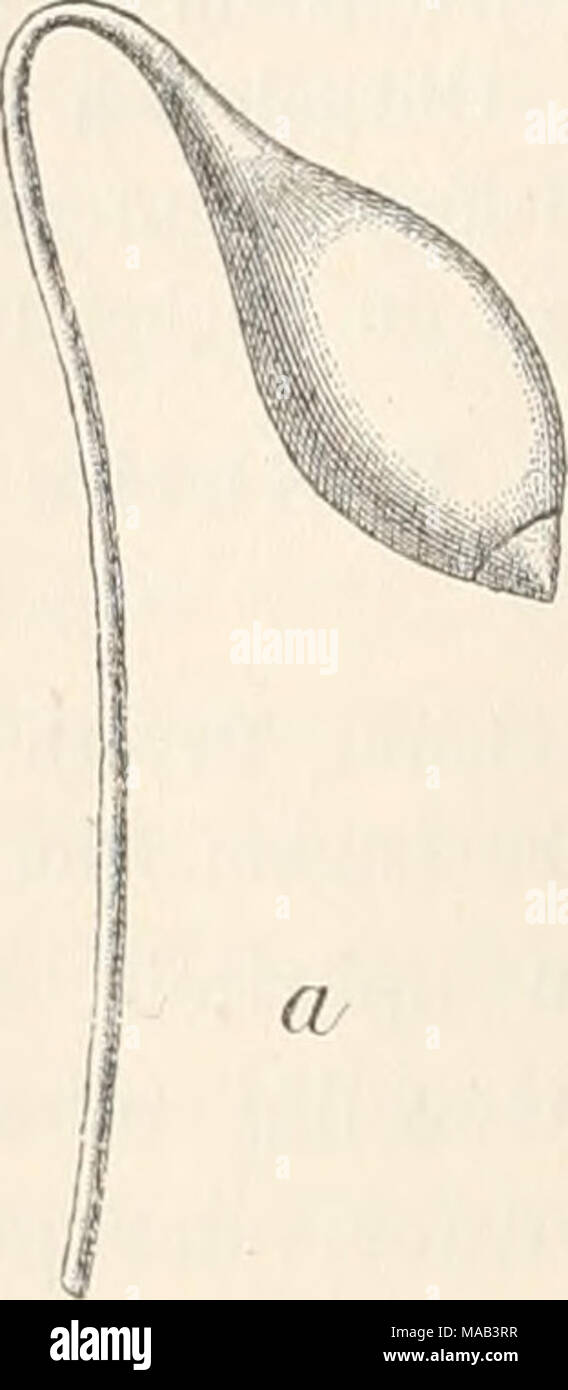 . Dr. L. Rabenhorst's Kryptogamen-Flora von Deutschland, Oesterreich und der Schweiz . Bryum luridum Euthe. a Kapsel » b Peristom ±^^- (die Zwischenwände der unteren Lamellen sind in der Zeichnung nicht angedeutet). 0,05 mm. Peristom dicht au der Mündung inserirt; Zähne genähert, bis 0,45 Millimeter lang, lin ealisch- pfriemenförmig, allmäh- lich verschmälert, satt- gelb (auch an der In- sertion), ungesäumt, fein punktirt, im oberen Drit- tel hyalin, mit zerstreuten Papillen und schmal ge- säumt; untere Dorsal- felder rectangulär (1 : 2), 0,020 mm hoch, dorsale Längslinie fast gerade; Lamellen Stock Photo