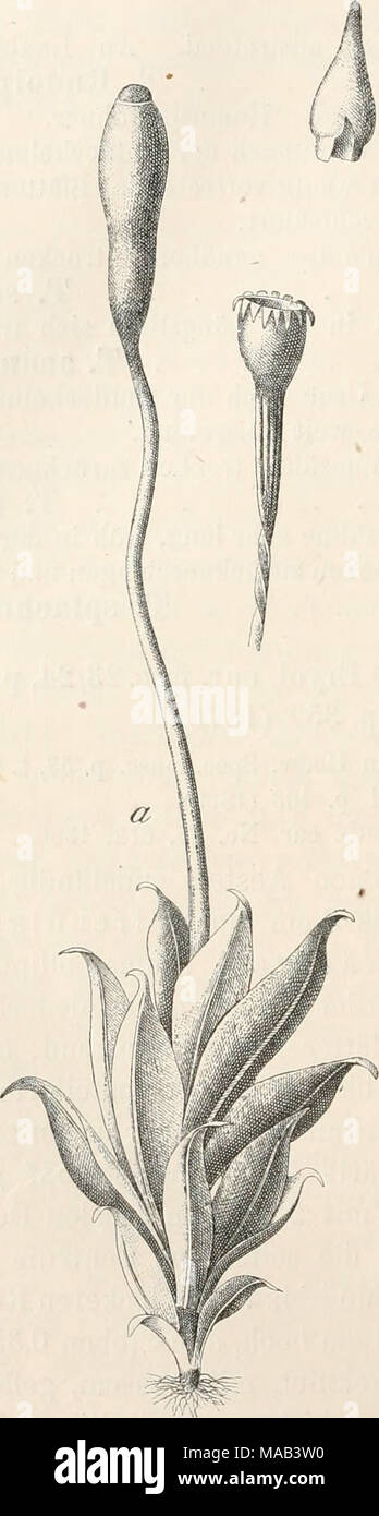. Dr. L. Rabenhorst's Kryptogamen-Flora von Deutschland, Oesterreich und der Schweiz . Stock Photo