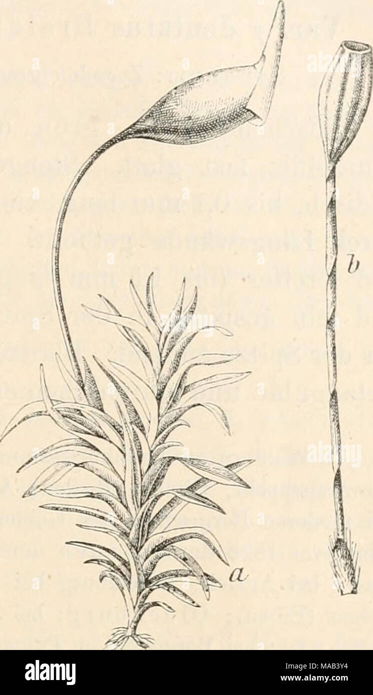 . Dr. L. Rabenhorst's Kryptogamen-Flora von Deutschland, Oesterreich und der Schweiz . Zygodon viridissimus (Dicks.). a Habitiisbild, b entleertes Sporogon, 1 0 Var. ß riipestris (Lindb.) Hartm. Skand. fl. Mossor. 9. ed. p. 52 (1864). Synonyme: Zygodon rupestris Lindb. Mscr. 1861; Milde, Bryol. sil. p. 164 (1869). Zygodon viridissimus ß saxicola Molendo in Eabenh. Bryoth. eur. sub No. 626 (1863). Amporidium rupestre De Not. Epil. p. 274 (1869). Stock Photo
