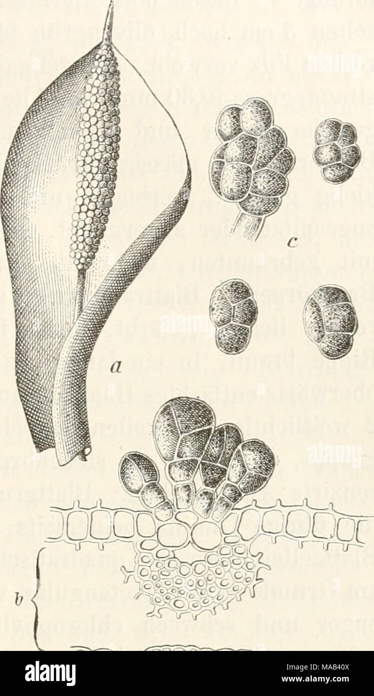 . Dr. L. Rabenhorst's Kryptogamen-Flora von Deutschland, Oesterreich und der Schweiz . QQ9^3S^m 378. Tortula laevipila (Brid.) De Not. Muse. ital. p. 41 (1862). Synonyme: Tortula laevipila Brid. Mant. p. 98 (1S19). Syntrichia laevipila Schultz, Kecens. Sep.-Abdr. p. 38 (1823) ex p. Barbula pilosa Bruch in litt; Schultz, Recens 1. c. Tortula ruralis ß laeviiäla Hook. &amp; Grev. in Brewst. Edinb. Journ. I. p. 293 (1824). Syntrichia ruralis ß laevipila Spreng, in L. Syst. veg. XVI. ed. P. I. p. 177 (1827). Barbula laevipila Bryol. eur. fasc. 13/15 Mon. p. 40, t. 25 (1842). Sammlungen: Eabenhorst Stock Photo