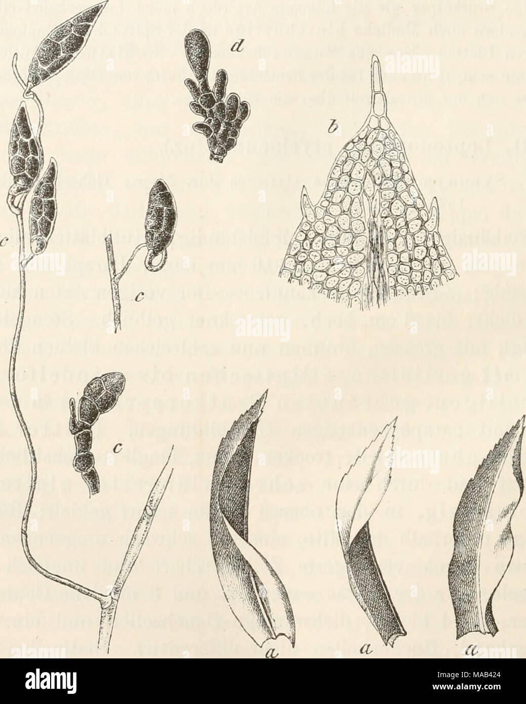. Dr. L. Rabenhorst's Kryptogamen-Flora von Deutschland, Oesterreich und der Schweiz . Leptodontium styriacum (Jur.). a Blattformen &quot;^i h Blattspitze -i|-^, c Brutkörper i-Sl, d deren erste Anlage ^^^. Leptodontium recurvifoliuni (Tayl.) Lindb. de Tort. p. 227 in obs. (1864). Synonyme: Bryum recurvifolium Tayl. Mscr.; Didymodon recurvifolius Wils. Bryol. brit. p. HO, t. 41 (1855). Dieses sehr stattliche (bis 7 cm hoch), bisher nur steril von wasserbestäubten Felsen Irlands, Schottlands und in Wales bekannte Moos soll nach Jäger, Adumbr. p. 212, bei Locarno am Lago maggiore von Daldini ges Stock Photo