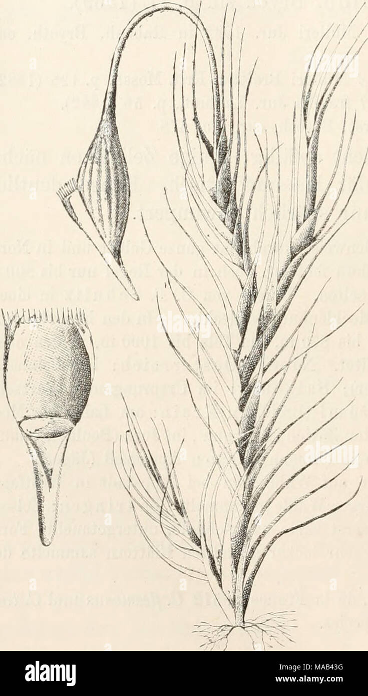 . Dr. L. Rabenhorst's Kryptogamen-Flora von Deutschland, Oesterreich und der Schweiz . Campylopus flexuosus (L.) Brid. a Habitusbild V», b Haube mit Deckel V- Stock Photo
