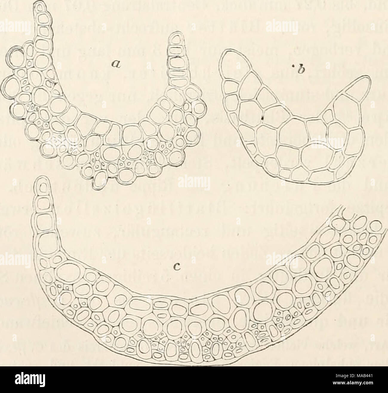 . Dr. L. Rabenhorst's Kryptogamen-Flora von Deutschland, Oesterreich und der Schweiz . Campylopus fragilis (Dicks.). Querschnitte durch den Pfriementheil -^ a) eines normalen, b) eines abfälligen Blattes und c) durch die Blattbasis. Blättchen besetzt, Centralstrang des Stengels klein (0,035 bis 0,06 mm Durchni.), Grundgewebe locker, Rindenzellen enger, doch dünnwandig. Blätter gedrängt, allseits aufrecht-abstehend, trocken angepresst, steif und brüchig, bis 57^ iinii l^iig? ^^^s nicht geöhrter, länglicher Basis lanzettlich-pfriemenförmig, rinnig, an der Spitze gesägt, Rippe V2—Vs des Blattgr Stock Photo