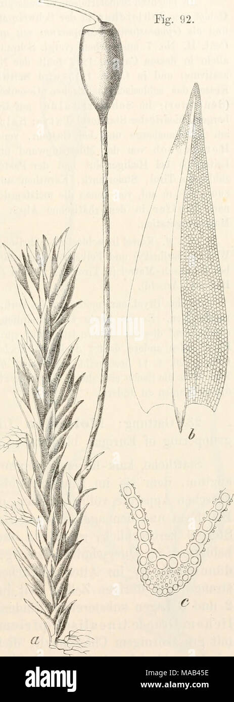 . Dr. L. Rabenhorst's Kryptogamen-Flora von Deutschland, Oesterreich und der Schweiz . Anocctangium compactum Schwägr. a Ha- bitusbild Y, b Laubblatt ^-3, c Blattquer- schnitt 10 0. Stock Photo
