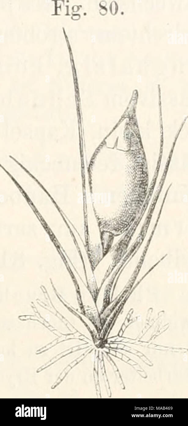. Dr. L. Rabenhorst's Kryptogamen-Flora von Deutschland, Oesterreich und der Schweiz . Sporledera palustris (Bryol. eur.). Habitusbild 2 4 Gattung Brueliia S c h w ä g r. Suppl. IL p. 91, t. 127 15. (1824). Das bleibende grüne Protonema (soll auch längs des Stengels sich bilden) tritt so spärlich auf, dass es systematisch ohne Werth ist. Pilänzchen habituell einer Zwergform von Trematodon ambiguus gleichend, herdenweise; Stengel mit Centralstrang, längs spärlich wurzelhaarig; Aussprossuug vom Grunde. Blätter entfernt gestellt, Stock Photo