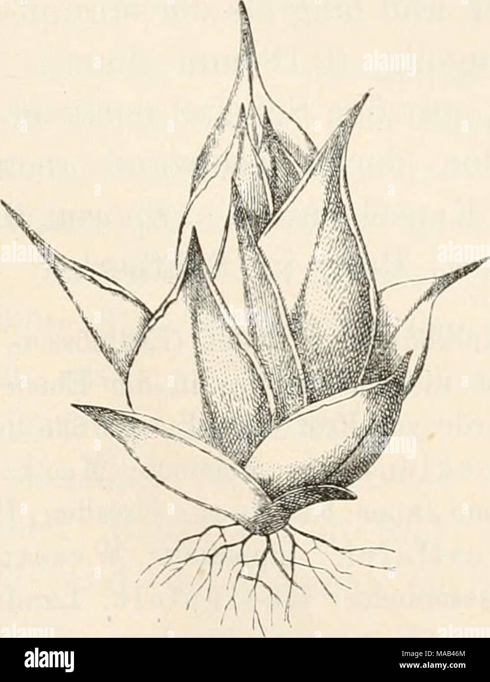 . Dr. L. Rabenhorst's Kryptogamen-Flora von Deutschland, Oesterreich und der Schweiz . Phascum Flörkeanum W. &amp; M. a Habitusbild =J&gt; , b Sporogon 8 (t' c Blattrippe »e o. Stock Photo