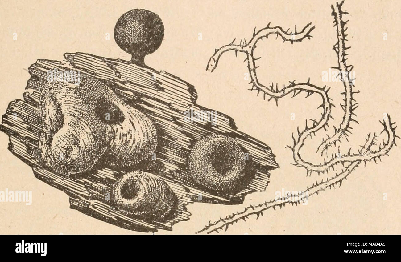 . Dr. L. Rabenhorst's Kryptogamen-Flora von Deutschland, Oesterreich und der Schweiz . Fig. 168. Perichseua chrysosperma (Currey) Lister. Sporaugium, Plasmodiokarpieu (2o/j) und Capillitiumfäden (^i). Nach Lister. Plasmodium blaßrosa (oder blaßbraun). Entweder zerstreute, sitzende oder gestielte, + kugelige Sporangien oder wurmförmige, gekrümmte oder ringförmige, 0,4 — 1 mm breite Plasmodiokarpien, rot- oder schwarzbraun, .unregelmäßig sich öffnend. Äußere Wandschicht bald mit, bald ohne braune, mitunter &quot;eine Kruste bildende Granulationen. Stiel, wenn vorhanden, gedrungen, 0,1—0,7 mm hoc Stock Photo