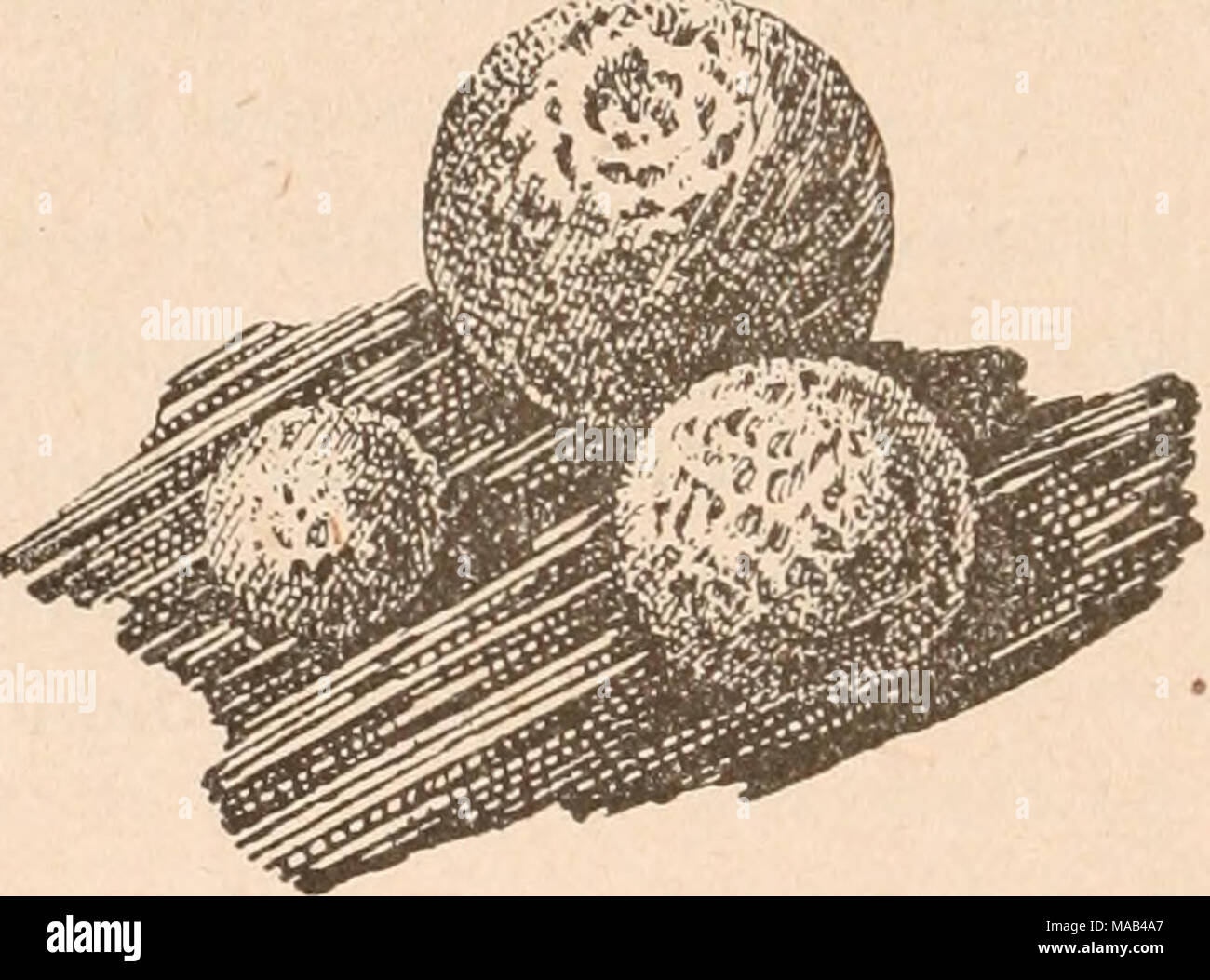 . Dr. L. Rabenhorst's Kryptogamen-Flora von Deutschland, Oesterreich und der Schweiz . Fig. 174. Prototiickia metallica (Berkeley) Maasee Sporangiengruppe (2*^/iJ. Nach Lister. Listerella. Sporangien halbkugelig, äußerst klein, mittelst Lappen längs vorgebildeter Dehiszenzlinien sich öffnend, Capillitium- fäden schlank, perlschnurartig, jedenfalls mindestens mittelst eines Endes an der Peridie befestigt. Stock Photo