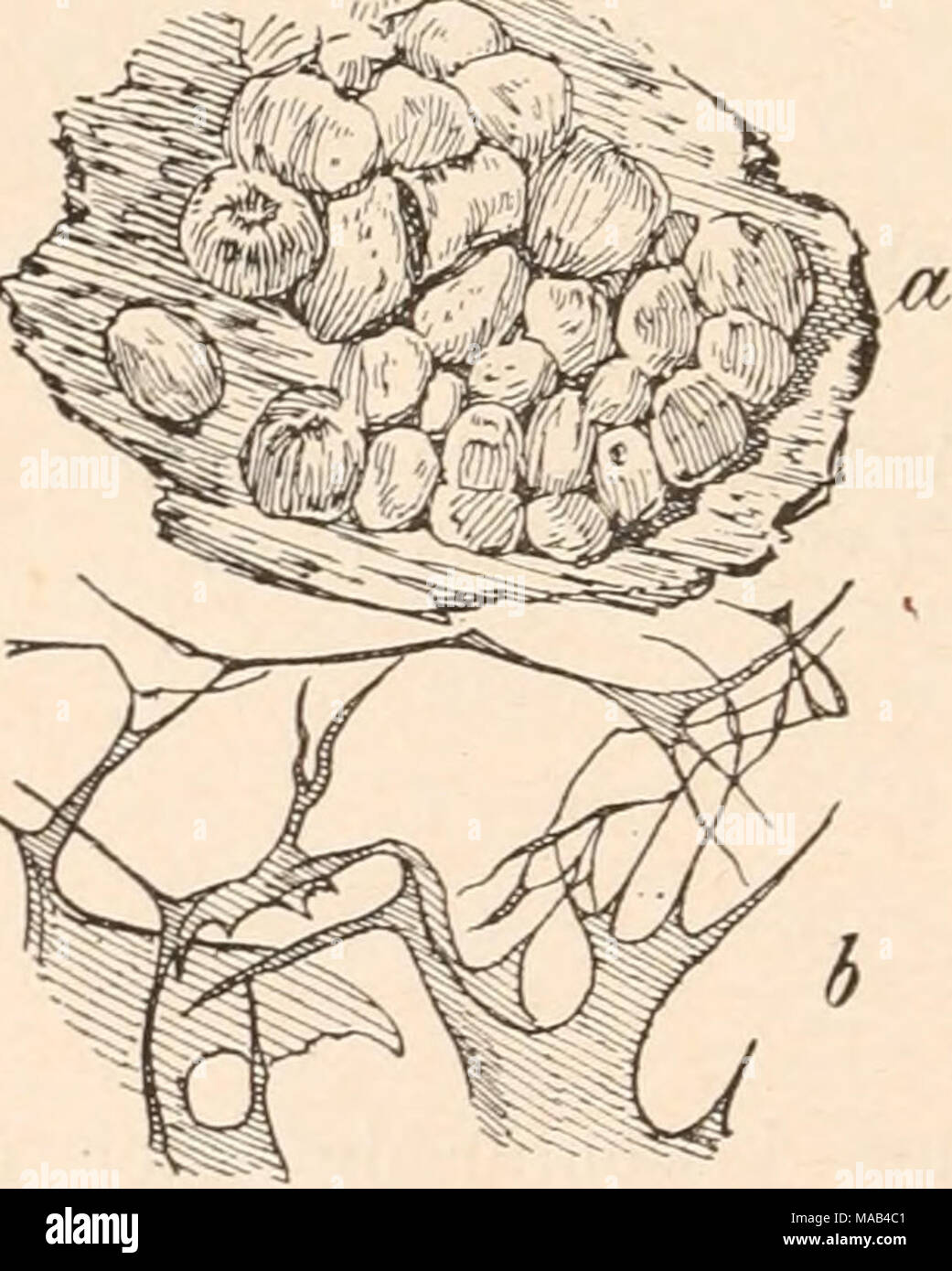 . Dr. L. Rabenhorst's Kryptogamen-Flora von Deutschland, Oesterreich und der Schweiz . Fig. 139. Liceopsis lobata (Lister) Torrend. a) Sporangiengruppe (*/,); b) Capillitium («&lt;•/,); Nach Lister. Plasmodium wässerigweiß. Sporangien vereinzelt oder + dicht gedrängt, + kugelig bei seitlicher Abflachung infolge gegenseitigen Druckes, 0,4 — 0,7 mm im Durchmesser, rostbraun oder schwärzlich, mit Metallglanz, sitzend oder kurz gestielt. Peridie dünn, im obern Teil hinfällig. Capillitium spärlich, von hyalinen, unverzweigten und anastomosierenden Fäden und Strähnen gebildet, mit dünnen, kleineren  Stock Photo
