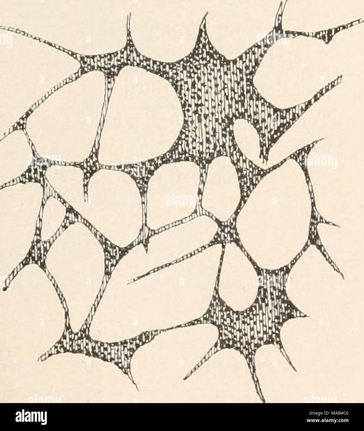 . Dr. L. Rabenhorst's Kryptogamen-Flora von Deutschland, Oesterreich und der Schweiz . Fig. 124. Cribraria purpurea Schrader. Teil des Sporaugiumnetzes ('^7i)- — Nach Lister. 13. C. purpurea Schrader Nov. Gen. PI. (1797), 8; Rabenhorst Deutschi. Krypt.-Fl. I, 266; Rost. Monogr., 233; Massee Monogr., 57, fig. 109; Schröter in Cohn Krjpt.-Fl. Schles. III, 1,'106; Stock Photo