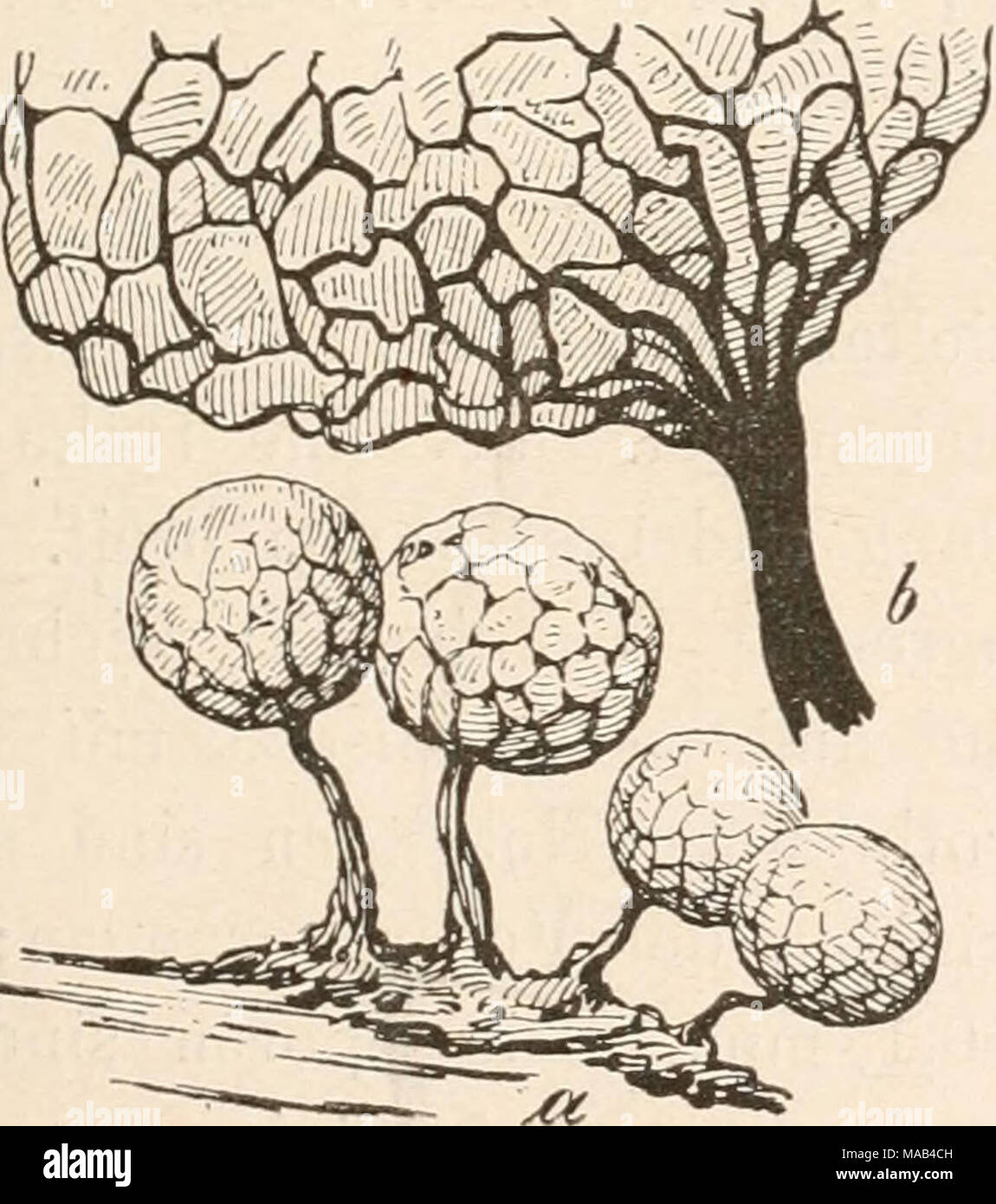 . Dr. L. Rabenhorst's Kryptogamen-Flora von Deutschland, Oesterreich und der Schweiz . Fig. 119. Cribraria argillacea Pers. a) Sporangieugriippe (^^/j); b) unterer Teil des Sporangiums bei geschwundener Wand (â *'Vi)- â Nach Lister. Stock Photo