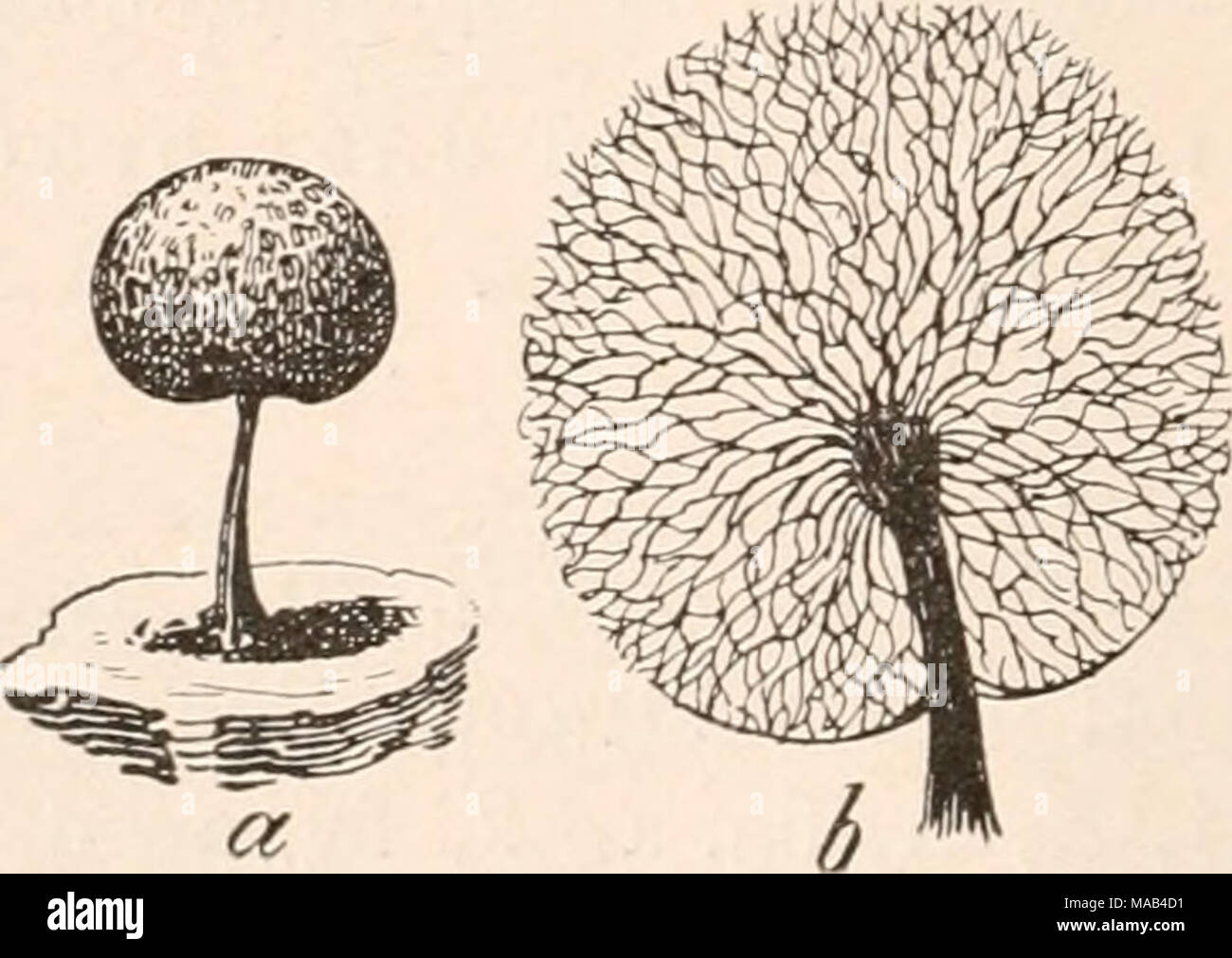 . Dr. L. Rabenhorst's Kryptogamen-Flora von Deutschland, Oesterreich und der Schweiz . Fig. 103. Lamproderma violaceum (Fr.) Eost.' a) Sporangium O^/i); b) ein solches mit geschwundener Wand (*^/i). — Nach Lister. Stock Photo