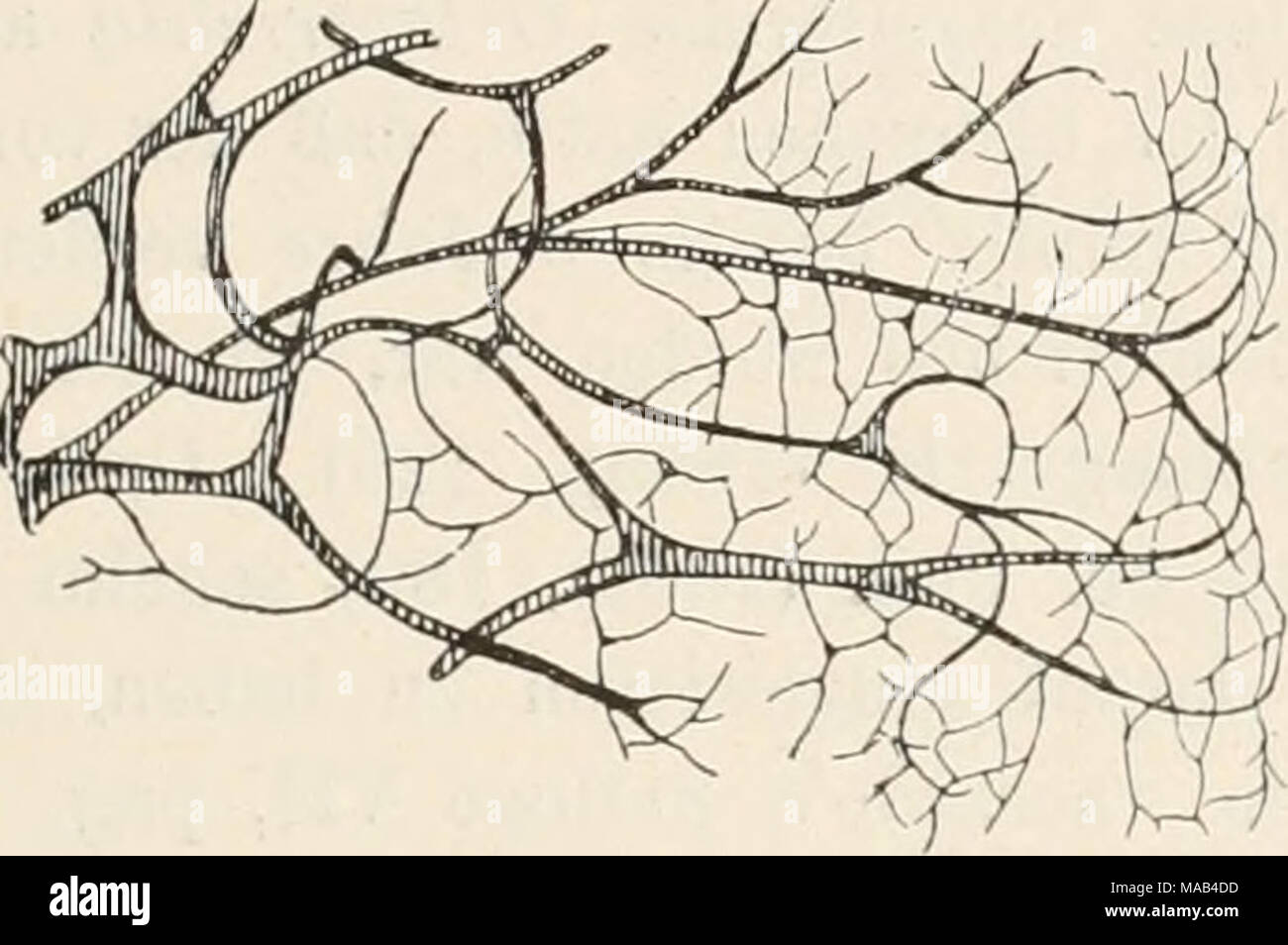 . Dr. L. Rabenhorst's Kryptogamen-Flora von Deutschland, Oesterreich und der Schweiz . Fig. 95. Comatricha laxa Rost. Ausschnitt aus dem Capillitium (i8o/j). — Nach Lister. Stock Photo