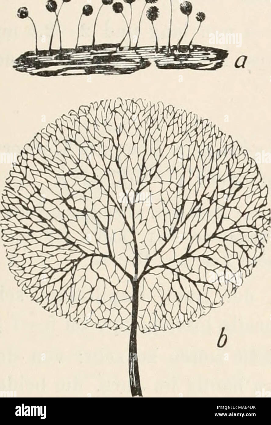 . Dr. L. Rabenhorst's Kryptogamen-Flora von Deutschland, Oesterreich und der Schweiz . Fig. 94. Comatricha nigra (Pars.) Schröter. a) Gruppe von Sporangien (*/i); b) Capillitium von Comatricha laxa Rost. (75/j). Nach Lister. Deutschland, Österreich, Schweiz. Kosmopolitisch. rar. alta (Preuß) Lister Monogr. ed. 2. (1911), 152, pl. 123, fig. d. Synonym: Comatricha alta Preuß in Sturm Deutschi. Fl., Pilze VI (1862), 141,'t. 71. Stock Photo