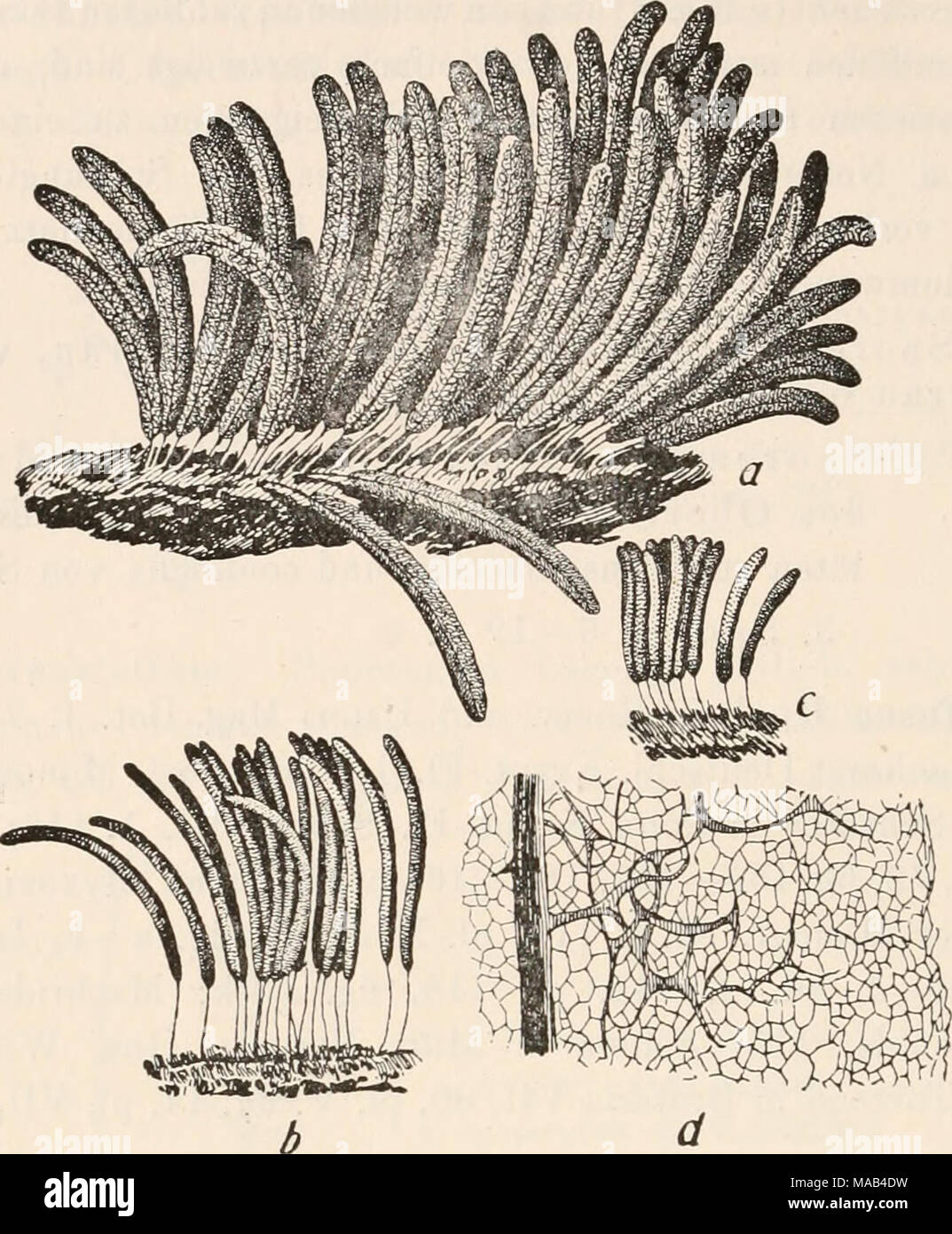 . Dr. L. Rabenhorst's Kryptogamen-Flora von Deutschland, Oesterreich und der Schweiz . Fig. 92. Stemouitis fusca Eoth a, b, c Sporangienhaufen (&quot;/,); d Ausschnitte aus dem Capillitium C^&quot;/,). a nach der Natur, b, c, d nach Lister. Umfaßt mehrere Spielarten: var. rufescens Lister Monogr. ed. I (1894), 110, ed. 2, 144, pl. 118, fig. d. Sporen 5—8 ^, mit feinen, zu verschwommenen Netzliuien angeordneten Stacheln. Tar. trechispora (Berkeley) Torrend in Broteria VII (1908), 81; Lister Monogr. ed. 2, 144, pl. 118, fig. k. Synonym: Stemonitis trechispora Berkeley. Sporen 10 — 12 ^u, mit erh Stock Photo