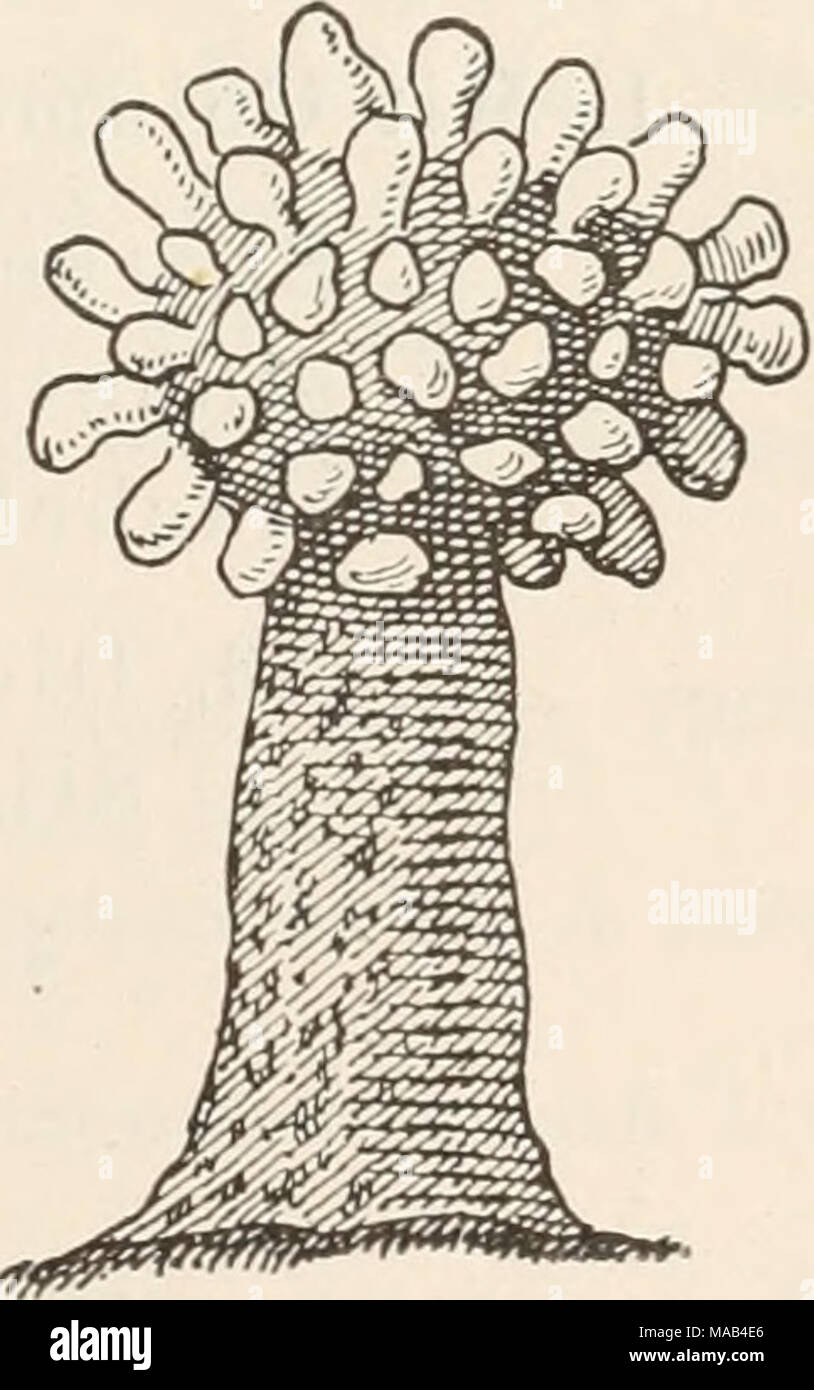 . Dr. L. Rabenhorst's Kryptogamen-Flora von Deutschland, Oesterreich und der Schweiz . Fig.72.Physarina echi- nocephala V. Höhnel. Sporangium (*7i)- — Nach V. Höhnel. 13* Stock Photo