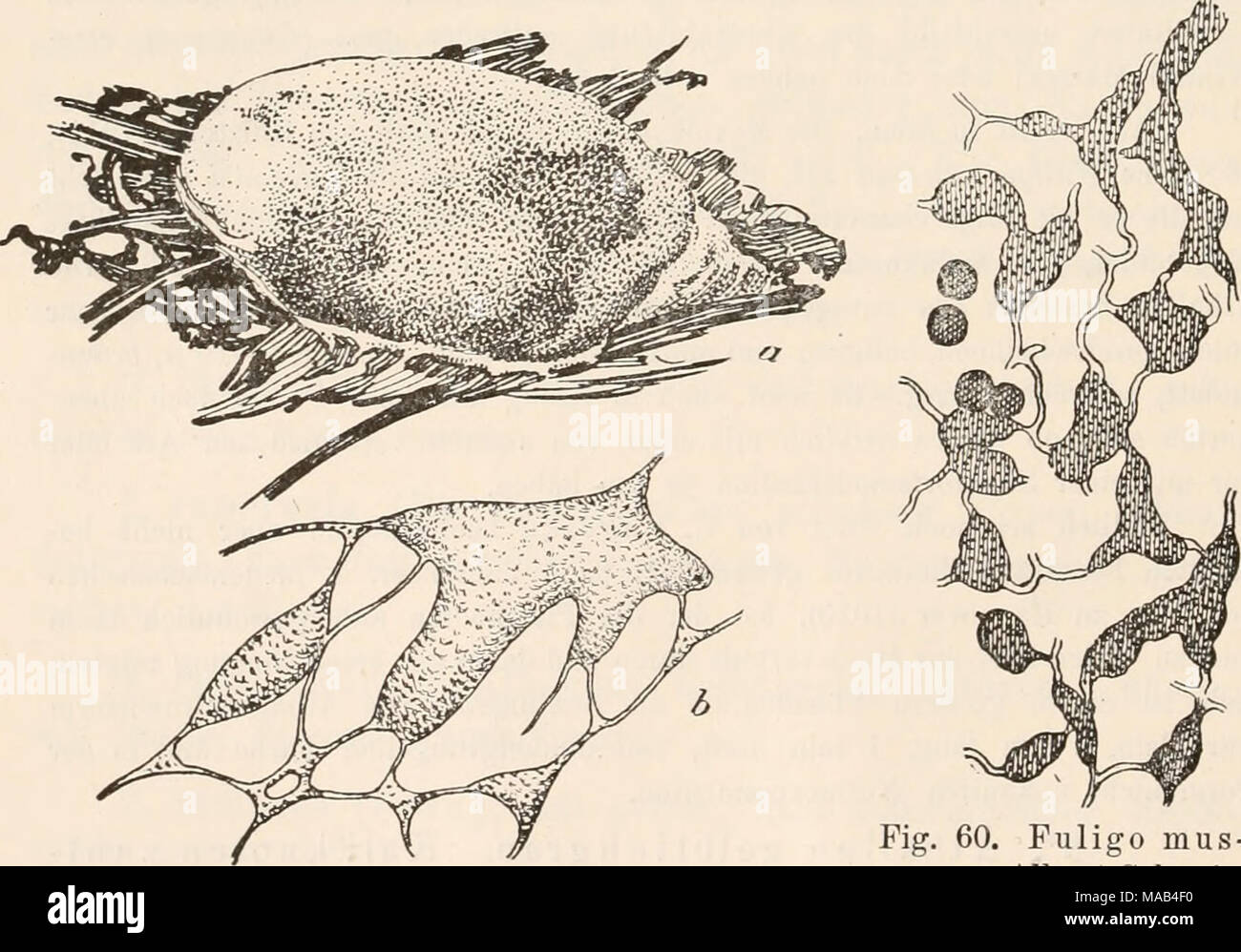 . Dr. L. Rabenhorst's Kryptogamen-Flora von Deutschland, Oesterreich und der Schweiz . Fig. 59. Fuligo muscorum Alb. et Schwein. a) Berindetes Athalium ('&quot;/i); ^) Capillitium mit Kalk- knoten C^»&quot;/,). — Nach der Natur. Fig. 60. Fuligo mus- corum Alb. et Schwein. Capillitium mit Kalk- knoten u. Sporen (*'&quot;/!). Nach Lister. Stock Photo