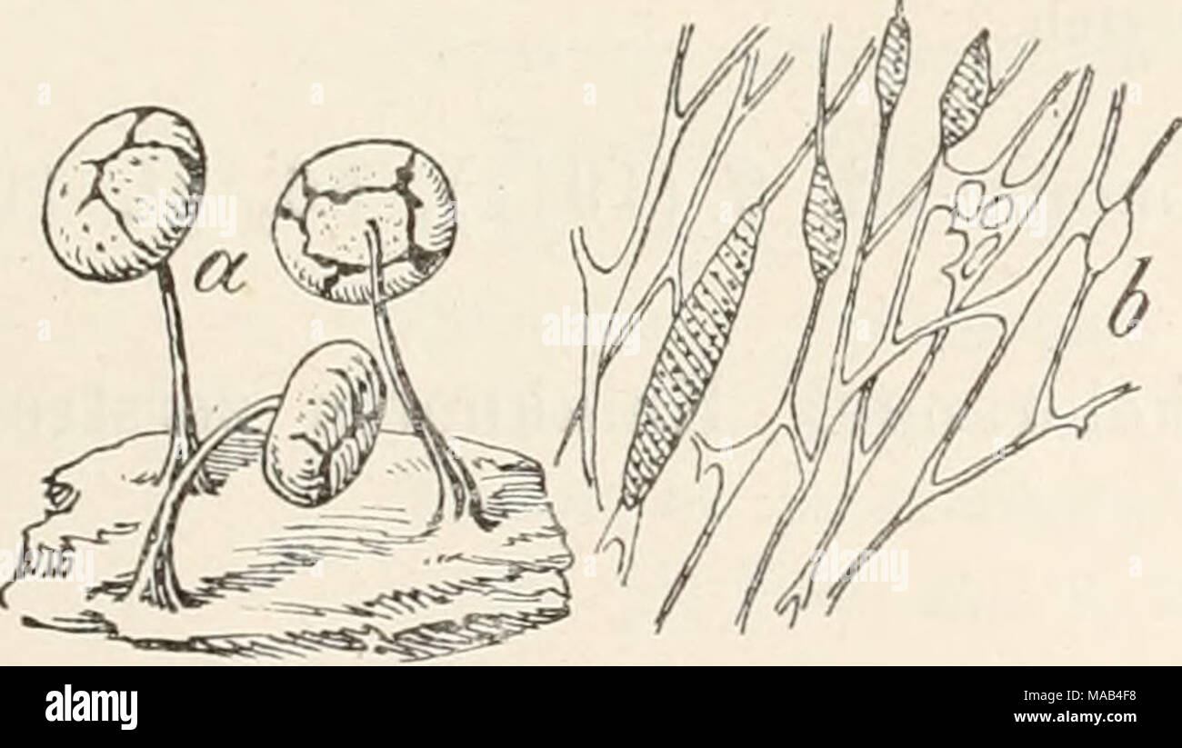 . Dr. L. Rabenhorst's Kryptogamen-Flora von Deutschland, Oesterreich und der Schweiz . Fig. 54. Pers. a. Physarum viride (Bull. Sporangiengruppe (l8/j] b. Capillitium (250/,). Nach Lister. Stock Photo