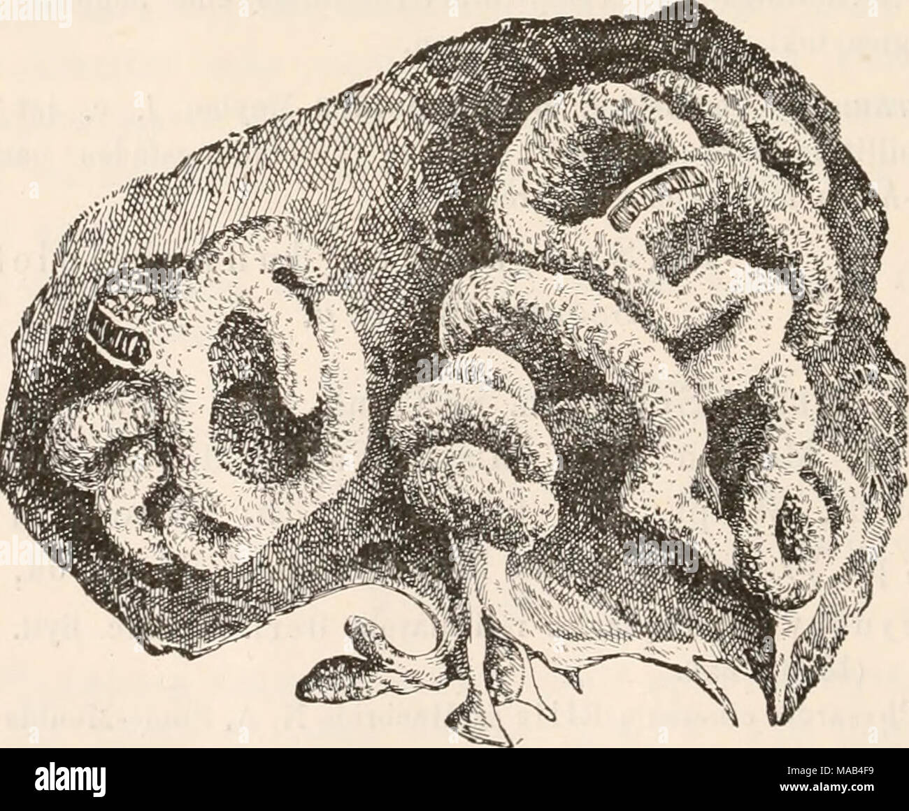 . Dr. L. Rabenhorst's Kryptogamen-Flora von Deutschland, Oesterreich und der Schweiz . Fig. 56. Physarum gyrosum Piost. Wurmförmige, einem Eiudenstück aufsitzende Sporangien (*%)• — Nach Lister. Stock Photo
