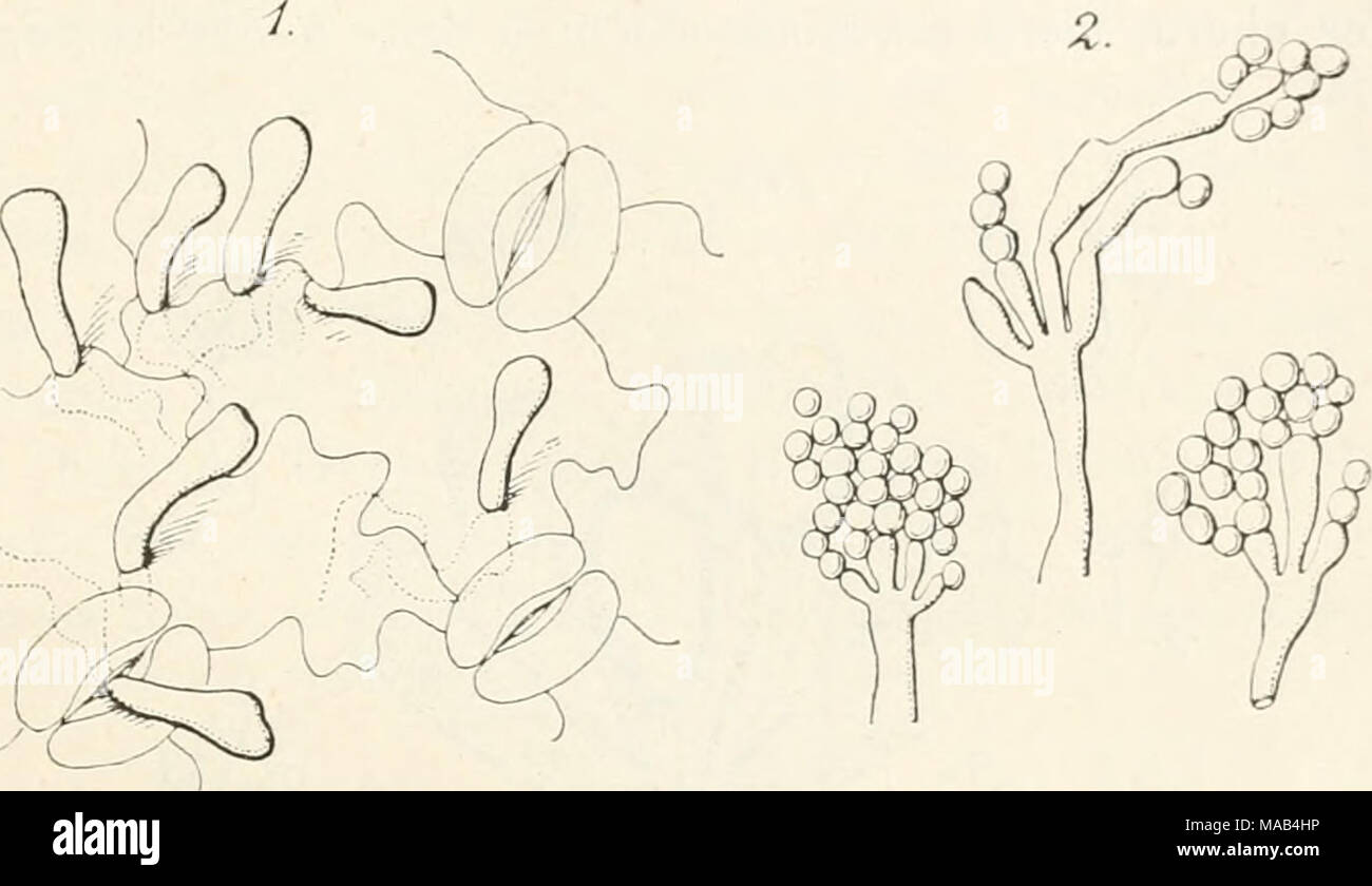 . Dr. L. Rabenhorst's Kryptogamen-Flora von Deutschland, Oesterreich und der Schweiz . Ha})lobasidiiim thalictri Eriks. 1. Konidienträger durch die Oberhaut vorbrecheud, 2. Konidienträger, stark vergr. (Nach Eriksson). Auf lebenden Blättern von Tbalictrum flavum bei Stockholm, von Th. minus bei Warnemünde (Jaap, H. Sydow): im Sommer. V. Hühiiel liat die Identität beider Pilze festgestellt. Die hier wieder- gegebeue Diagnose ist die von Eriksson, während S. 673 die von .Taap abge- druckt ist. Leider lassen sich die beiden Diagnosen nicht recht vereinigen, sondern es bleiben einige Unklarheiten  Stock Photo