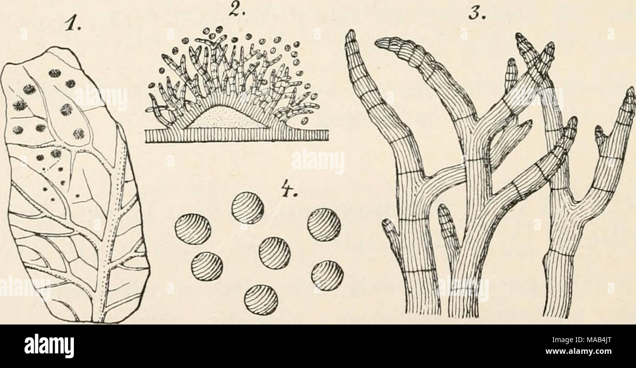 . Dr. L. Rabenhorst's Kryptogamen-Flora von Deutschland, Oesterreich und der Schweiz . Trichostroma olivaceum Preuss. 1. Habitus, nat. Gr. 2. Fruchtlager durchschnitten, vergr. 3. Haare des Fruchtlagers und 4. Konidien, stark vergr. (Nach Preuss.) Zweifelhafte Art. T. decipiens Strauss in Sturm Deutschi. Fl. Pilze Heft 33/34 p. 37 (1853) Tab. VII. — Sacc. Syll. IV, 752. Stock Photo