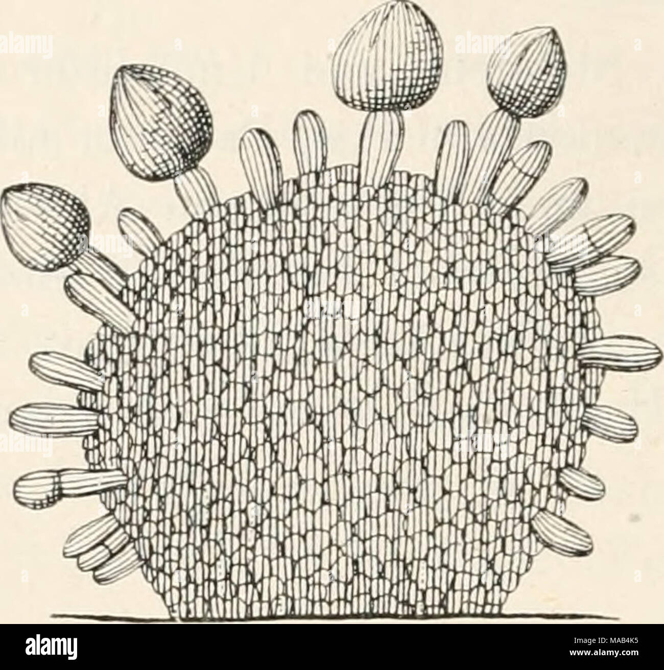 . Dr. L. Rabenhorst's Kryptogamen-Flora von Deutschland, Oesterreich und der Schweiz . p]picoccum mi er opus Corda. Fruchtlager, .stark vergr. (Nach Penzig.) 2738. E. iitrosaniiuiiu'um W'allr. Fl. Crypt. Germ. II, 234 (1833). — Sacc. Syll. IV, 740. Exs. Fuckel Fuiigi rheu. ^HJ. Fruciitlager etwas gewölbt, zart, punktförmig. Konidien spärlich dem Fruchtlager locker aufliegend, kuglig, ungeteilt, rotschwarz, ziemlich groß. An lebenden, welken und trockenen Blättern von Acorus calamus in Deutschland und Sibirien, an Stengeln von Phaseolus im Rheingau (Fuckel), von Typha in Mähren; im Herbst. Kine Stock Photo