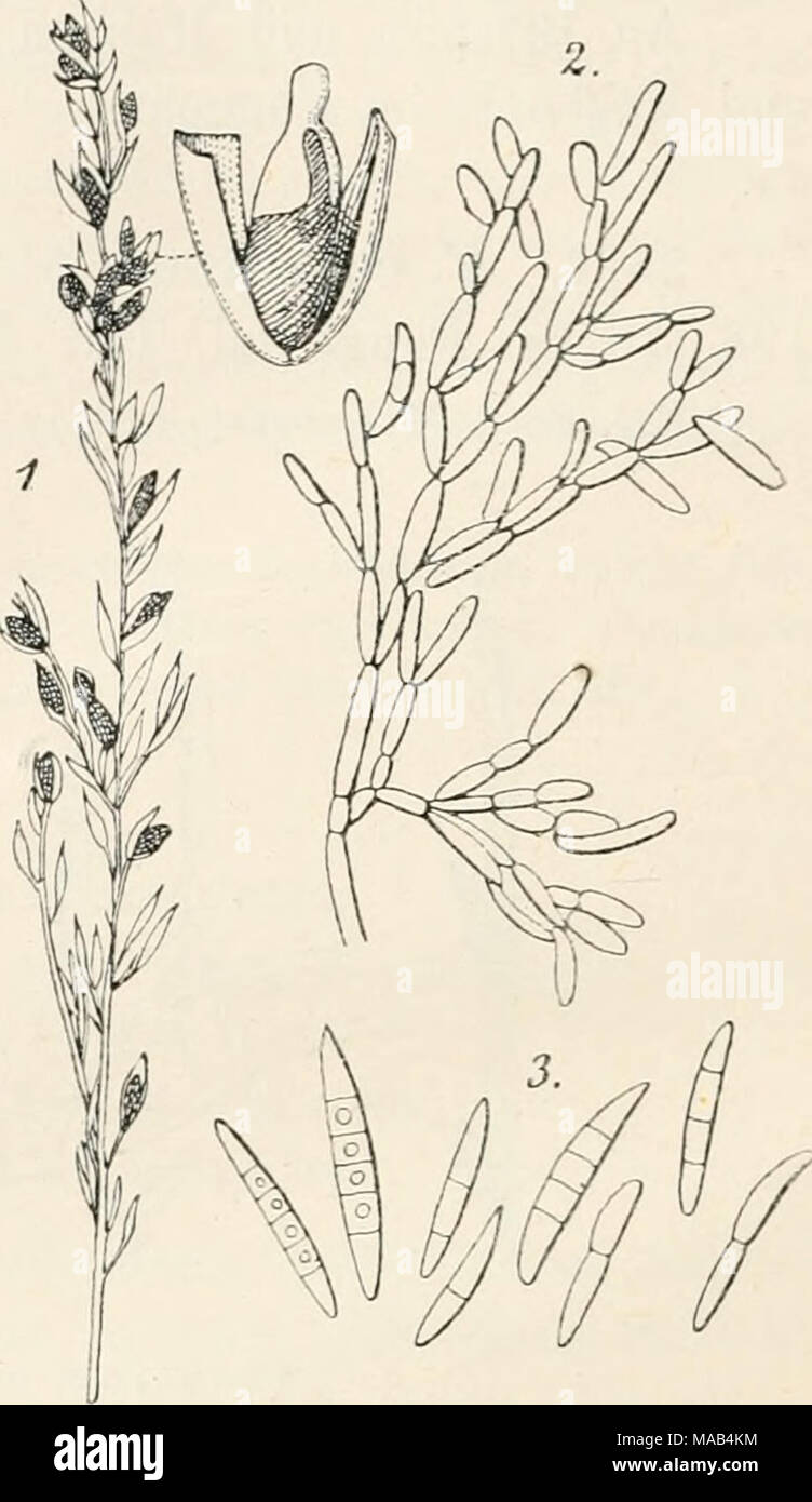 . Dr. L. Rabenhorst's Kryptogamen-Flora von Deutschland, Oesterreich und der Schweiz . Fusarium lolii W. G. Smith. 1. Habitus des Pilzes u. ein Frucht- lager vergr. 2. Konidienträger und 3. Konidien, stark vergr. (Nach Tubeuf.) 2G24. F. clypeaster (Corda). Syn. Fusisporium clypeaster Corda Icon. IV, 20 (1840) Fig. 82. Fusarium clypeaster Sacc. Syll. IV, 706 (1886). Fruchtlagcr gesellig, kloin, braun. Konidien oberflächlich, zusammengehäuft oder radiär angeordnet, spindelförmig, mit drei Einschnürungen, weißlich, durchsichtig, 25—28 fi lang. Auf faulenden Halmen von Phragmites in Wien (Corda);  Stock Photo