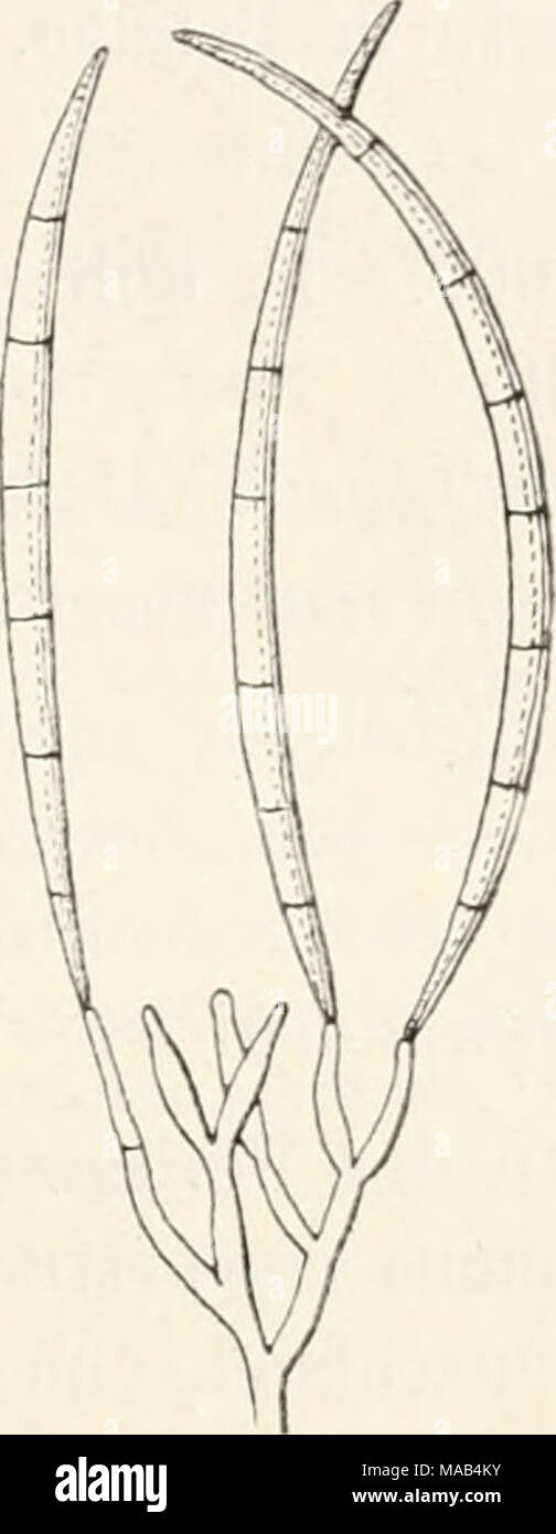 . Dr. L. Rabenhorst's Kryptogamen-Flora von Deutschland, Oesterreich und der Schweiz . Fusarium de Tonianum Sacc. Durchschuitt durch ein Siiorenlager, selnvach vergr. Kouidienträger und Konidien, stark vergr, (Nach Saccardo.) 2598. F. episphaericum (Cooke et Ell.) Syn. Fusisporium episphaericum Cooke et Ell. in Grevillea V, 50 (1876). Fusarium episphaericum Sacc. Syll. IV, 708 (1886). — Lamb. Fl. myc. Belg. Suppl. II, 274. — De Wild, et Dur. Prodr. Fl. Belg. II, 361. Fruchtlager gallertig, weißlich. Konidien spindelförmig, gebogen, beidendig, spitz, hyalin, zuerst mit mehreren öltropfen, dann  Stock Photo