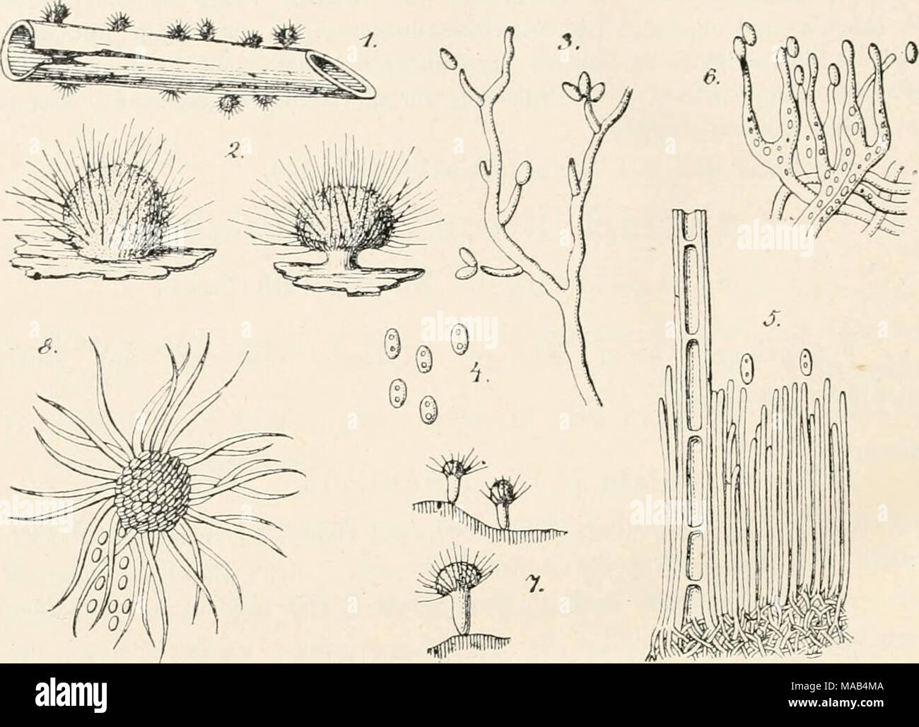 . Dr. L. Rabenhorst's Kryptogamen-Flora von Deutschland, Oesterreich und der Schweiz . Volutella ciliata (Alb. et Schw.) 1. Habitus, uat. Gr. 2. Fruchtlager, vergr. 3. Acremoniumartige Kouidien- träger, 4. Konidien davon, stark vergr. 5. Stück eines Fruchtlagers, stark vergr. 6. Juuge Kouidienträger eines Lagers, stark vergr. var. stipitata (Lib.) 7. Fruchtlager, schwach vergr. 8. Fruchtlager von oben gesehen, vergr. (Nach P. A. u. D. Saccardo.) var. stipitata (Lib.) Syn. Psilonia stipitata Libert Plant, exs. Ard. n. 287 (1834). Periola .stipitata Fries Summ. Veg. Scand. p. 472 (1849). Chaetos Stock Photo