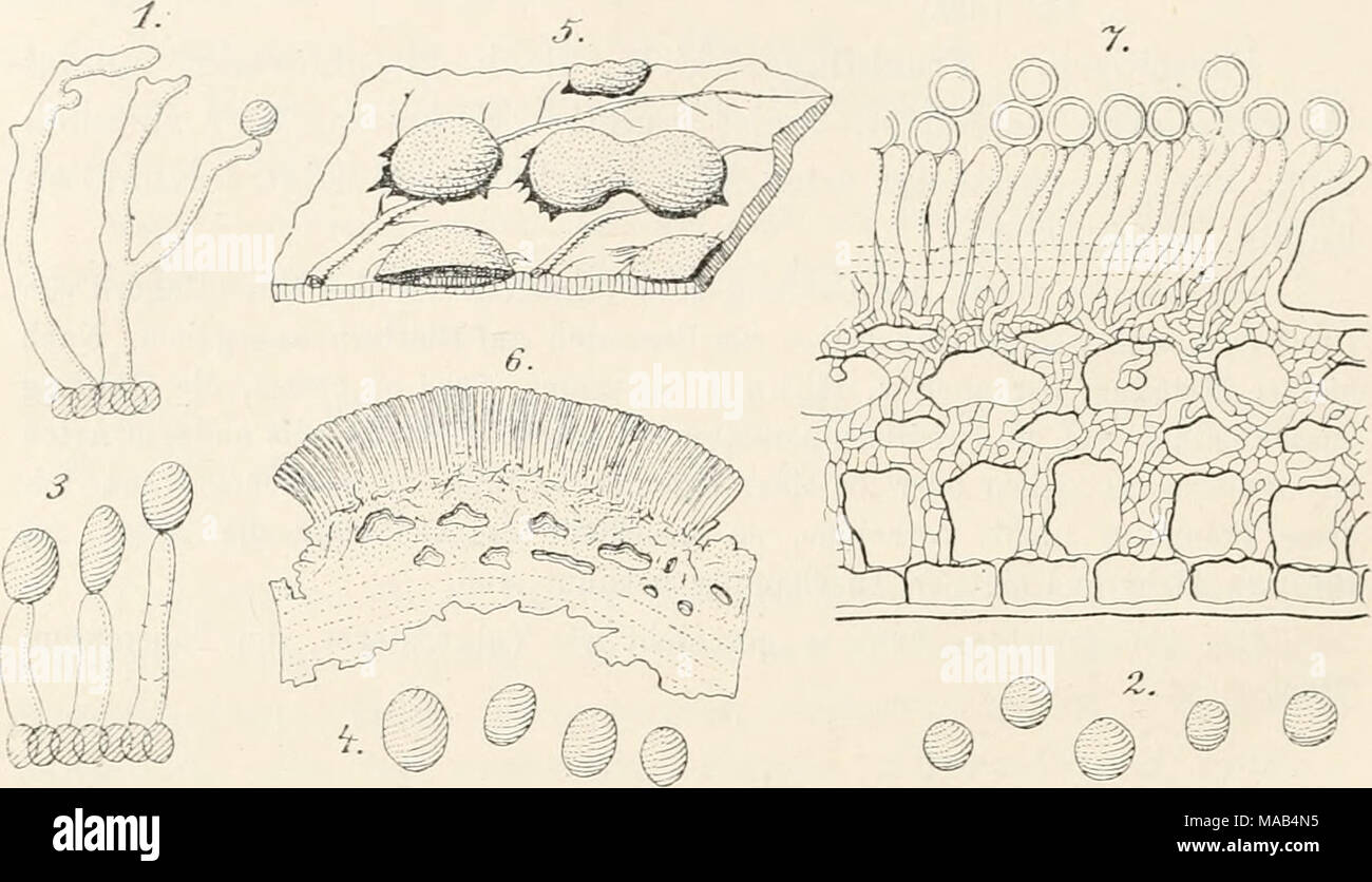 . Dr. L. Rabenhorst's Kryptogamen-Flora von Deutschland, Oesterreich und der Schweiz . Tuberculiiia persiciiia (Ditiu.) 1. Kouidienträger. 2. Kouidien, stark vergr. — T. vi 11 OSa Sacc. 3. Kouidieiiträger. 4. Kouidieu, stark vergr. — T. Sbrozzei Cav. et Sacc. 5. Fruclitlager, vergr. 0. Durchschnitt durch ein Fruchtlager, stark vergr. 7. Schnitt durch ein Fruchtlager, stark vergr. (Nach Saccardo.) Polygonatum. llhamnus. llibes. Soldanella, Sonchus, Morbus. Thesiuni, Tussilago, Urtica. Teleutosporenlager: Angelica silvestris (Puccinia), Cirsium arvense (Puccinia). Leontodon autum- nale (Puccinia Stock Photo