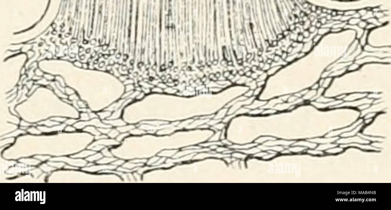 . Dr. L. Rabenhorst's Kryptogamen-Flora von Deutschland, Oesterreich und der Schweiz . Tubercularia acinorum Cav. Weiubeere mit Fruchtlager nat. Gr. uud läugsgesehnitteues Fruchtlager,stark vergr. (Nach Cavara.) 243Ü. T. corchori (Wallr.) Syii. Tubercularia vulgaris (L.) var. Corchori Wallr. Fl. Crypt. Germ. II, 238 (1833). T. corchori Preuss in Liutiaea XXIV, 149 (1851). — Sacc. Syll. IV, 646. Fruchtlager hervorbrechend, klein, gewölbt, dann scheiben- förmig, rostrot. Fruchtscheibe eingesenkt, weißlich, von einer roten, oberseits etwas blasseren Konidienschicht bedeckt. Konidien- träger fädig Stock Photo