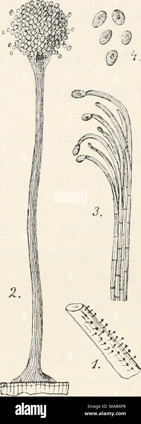 . Dr. L. Rabenhorst's Kryptogamen-Flora von Deutschland, Oesterreich und der Schweiz . Sporocybe byssoides (Pers.) 1. Habitus des Pilzes, uat. Gr. 2. Koremium, vergr. 3. KouidientrÃ¤ger und â i. KoÃ¼idiea, stark vergr. (Nach Saccardo.) 2260. S. corticalis (Cooke et Peck). Syn. Periconia corticalis Cooke et Peck iu 29 Piep. New York State Mus. p. 52 (1878). Sporocybe corticalis Sacc. Syll. IV, 604 (1886). â Lambotte Fl. myc. Belg. Suppl. 11, 261. â De Wild, et Dur. Prodr. Fl. Belg. 11, 356. Koremien zerstreut, schwarz. Stiele aufrecht, starr, aus dÃ¼nnen, septierten, fÃ¤digen Hyphen zusammenges Stock Photo