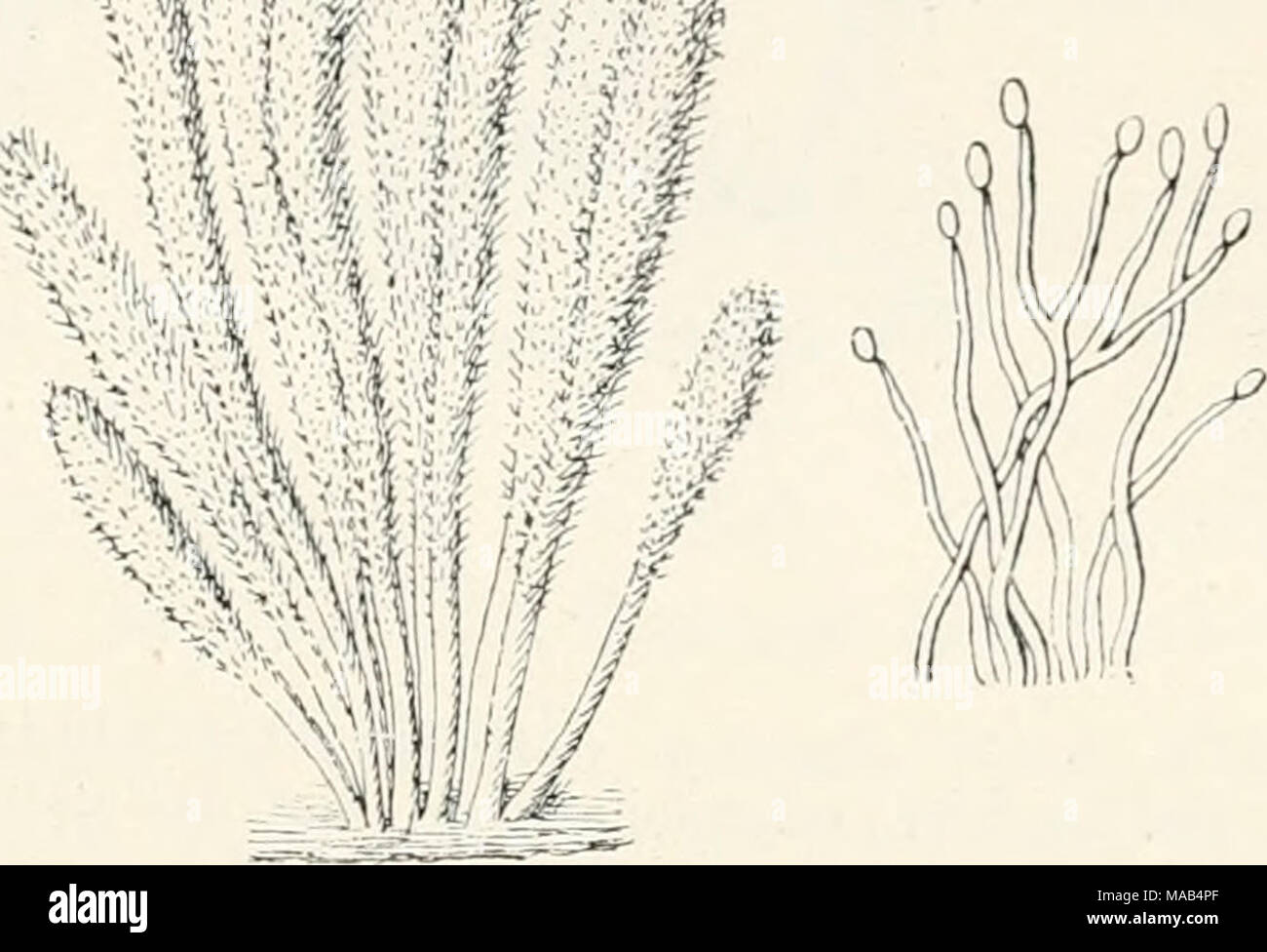 . Dr. L. Rabenhorst's Kryptogamen-Flora von Deutschland, Oesterreich und der Schweiz . Isaria clavata Ditm. Koremien, schwach vergr. und Konidiciiträger, stark vergr. (Nach Saccardoj. 2222. I. glauca Ditm. in Sturm Deutsclil. Fl.. Pilze I. 39 (1815) Tab. 19. — Sacc. Syll. IV, 592. p]xs. Klotzsch Herb. myc. 2 ed. 1427. Koremien blaugrün, fast unverzweigt, aus verwachsener Basis sich erhebend und allseitig flockig und grau von den Sporenträgern, kaum 2 mm hoch. Auf entrindeten Rotbuchenästen bei Rostock (Ditmai). bei Vercelli (Cesati) und in Südamerika: im August. 2223. I. microinegala Berl. Fun Stock Photo