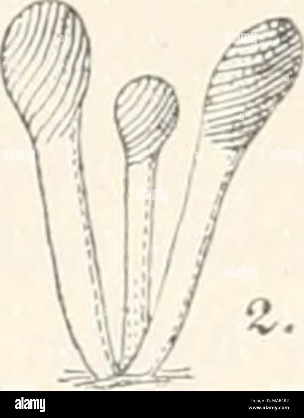 . Dr. L. Rabenhorst's Kryptogamen-Flora von Deutschland, Oesterreich und der Schweiz . n A Stilbella erythrocepbala (Ditm.). 1. Koremium, sehr stark vergr. 2. Koremien, wenig vergr. 3. Konidieuträger mit Konidien, stark vergr. (Nach Saccardo.) 2174. S. villosa (Bull.). Syn. Mucor villosus Bull. Champ. France Tab. 504 Fig. 15 (1790). Stilbum villosum Merat Flore paris. Crypt. I, 18 (1847). — Fries Syst. myc. III, 301. — Marchai in Bull. Suc. roy. Belg. XXIII, 2 p. 93 (1884). — Sacc. Syll. IV, 567. — De Wiid. et Dur. Prodr. Fl. Belg. II, 3.53. Stock Photo