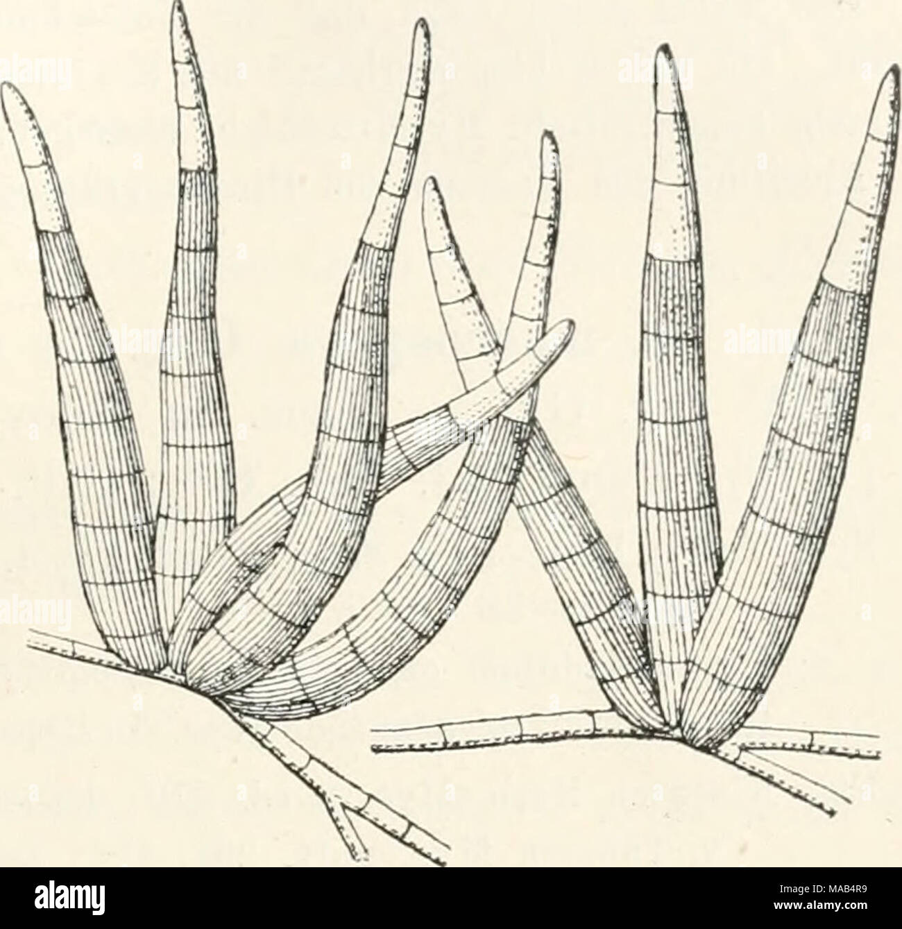 . Dr. L. Rabenhorst's Kryptogamen-Flora von Deutschland, Oesterreich und der Schweiz . Ceratosporium strepsiceras (Ces.) Habitus in nat. Gr. und Konidien, stark vergr. (Nach Saccardo.) 2157. C. fasciculare (Preuss). Syn. Sporidesmium fasciculare Preuss in Linnaea XXIV, 103 (1851). Ceratosporium fasciculare Sacc. Syll. IV, 553 (1880). Rasen oberflächlich, ausgebreitet, schwarz, auf einem kriechenden, schwarzbraunen, septierten, stromaartigen Hyphen- filz aufsitzend. Konidien an der Basis büschelig verbunden, sehr Stock Photo