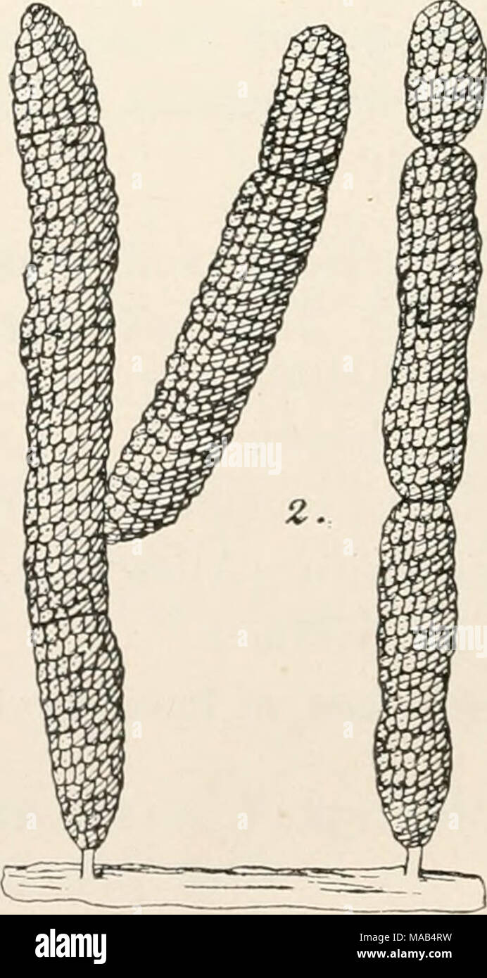 . Dr. L. Rabenhorst's Kryptogamen-Flora von Deutschland, Oesterreich und der Schweiz . 1. Sirodesmium grauulosinn de Not. und 2. S. autii.[uum Sacc. Konidienketten, stark vergr. (Nach Saccardo.) Stock Photo