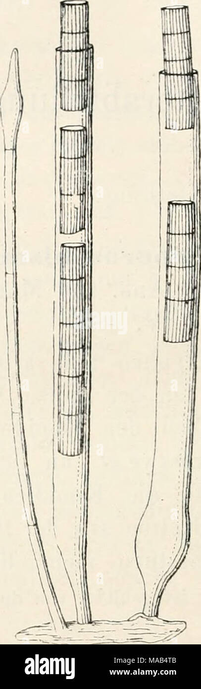 . Dr. L. Rabenhorst's Kryptogamen-Flora von Deutschland, Oesterreich und der Schweiz . vaPi attenuatum Cavara in Rev. myc. XI. 185 (188*J) Tab. LXXXYIII bis Fig. G: Atti II. Ist. Pavia 11. 287 (1892) Tab. XXII Fig. 5. Ausgebreitet, schwarz, borstig. Sterile Hyphcn aufrecht oder aufsteigend, zylindrisch, septiert. an der Spitze etwas keulig. in der Mitte hisweil&lt;Mi an den A&quot;änden etwas aufgeblasen, oliven- grün, iiacii ()b(Mi heller. Konidienträger unseptiert. nach unten lang verjüngt und dadurch gleichsam gestielt, nach oben zylindrisch oder leicht aufgeblasen, 250—300 i-i lang, 13 —  Stock Photo