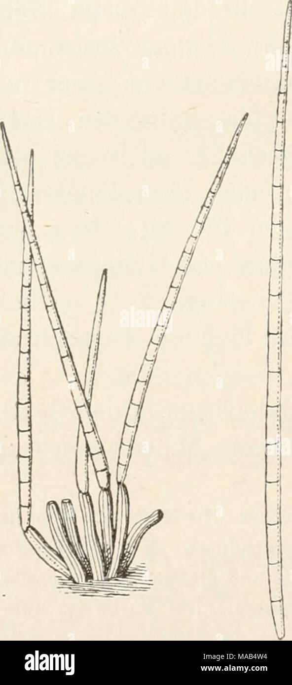 . Dr. L. Rabenhorst's Kryptogamen-Flora von Deutschland, Oesterreich und der Schweiz . 1828. C. Bloxaiiii Berk. et Br. in Ann. Mag. Nat. Hist. 5 ser. IX, 183 (1882). — Saccardo Syll. IV, 433. — Kirchn. und Boltsh. Atlas 3 ser. tab. XII. Stock Photo