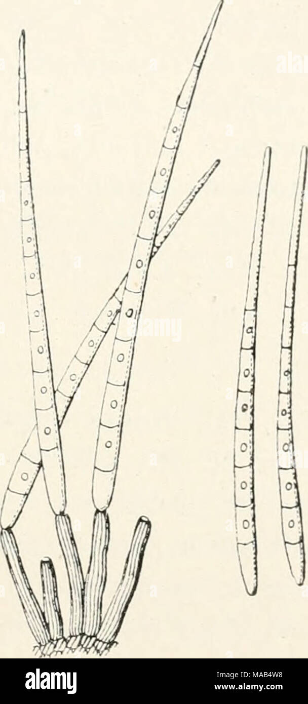 . Dr. L. Rabenhorst's Kryptogamen-Flora von Deutschland, Oesterreich und der Schweiz . Cercospora violae Sacc. Konidienträger und Konidien, stark vergr. (Nach Saccardo.) 1875. C. lilacina Bresad. in Hedwigia XXXI, 41 (1892). — Sacc. Syll. XI, 625. — Oudemans in Xed. Kruidk. Arch. 3 ser. II, 314; Cat. rais. Champ. Pays Bas p. 517. Exs. Krieger Fungi sax. 748. Stock Photo