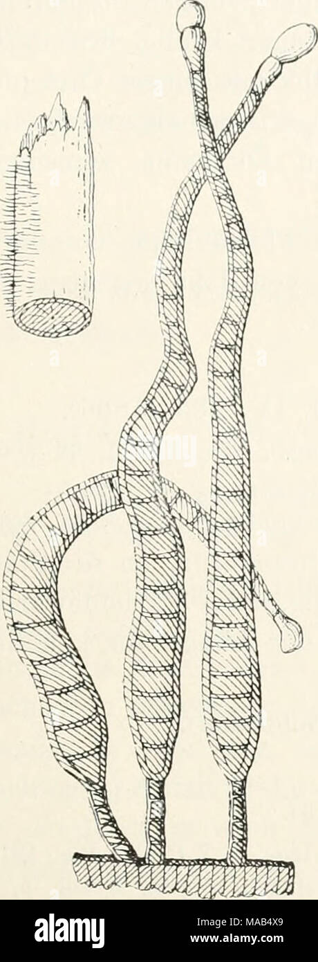 . Dr. L. Rabenhorst's Kryptogamen-Flora von Deutschland, Oesterreich und der Schweiz . Clasterosporium hormis- cioides (Corda). Habitus des Pilzes in uat. Gr. und einige Konidien, stark vergr. (Nach Saccardo). 1629. C. eremita (Corda). Syn. Sporidesiniuni eremita Corda Icon. I, 7 (1837) Fig. 112. — Eivolta Parass. 2. ed. p. 436 Fig. 113b. Clasterosporium eremita Sacc. Syll. IV, 384 (1886). Exs. Klotzsch Herb. myc. 1583. Konidien einzeln, aufrecht, keulig, braun, aber die Endzelle hyalin, mit 8—10 Scheidewänden, nicht eingeschnürt, innen mit undeutlichen Tröpfchen, 71 ft lang. Auf nacktem Holz  Stock Photo