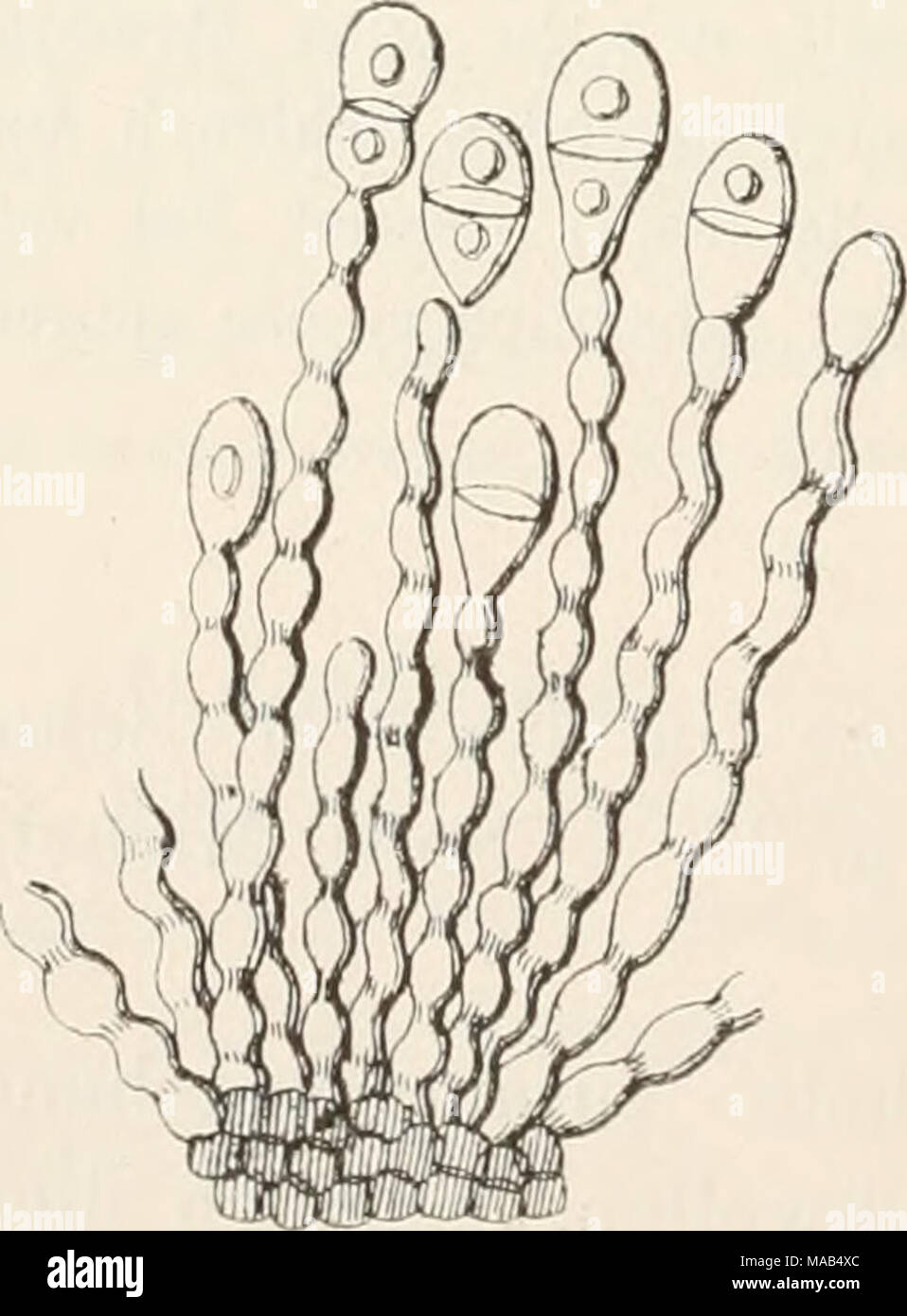 . Dr. L. Rabenhorst's Kryptogamen-Flora von Deutschland, Oesterreich und der Schweiz . Polythrincium trifulii Kunze. Konidienträger. Stark vergr. (Nach Corda.) CLXX. Cladotrichiini Corda in Sturm Deutschi. Flora, Pilze III. 39 (1833); Icon. IV, 27; Anleit. p. 39. — Sacc. Michelia II, 28; Svll. IV, 370. Stock Photo