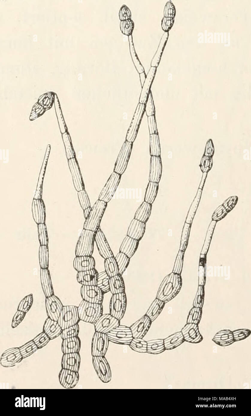 . Dr. L. Rabenhorst's Kryptogamen-Flora von Deutschland, Oesterreich und der Schweiz . 1613. C. triseptatum Berk. et Br. in Ann. and Mag. Nat. Hist. 2 ser. VII, 98 (1851) Tab. V, Fig. 7. — Sacc. Syll. IV, 371. — Bomm. et Rouss. Fl. myc, env. Brux. p. 285. — De AVild. et Dur. Prodr. Fl. Fung. Fl. 111. 398. Belg. II, 338. — Massee Brit. Stock Photo