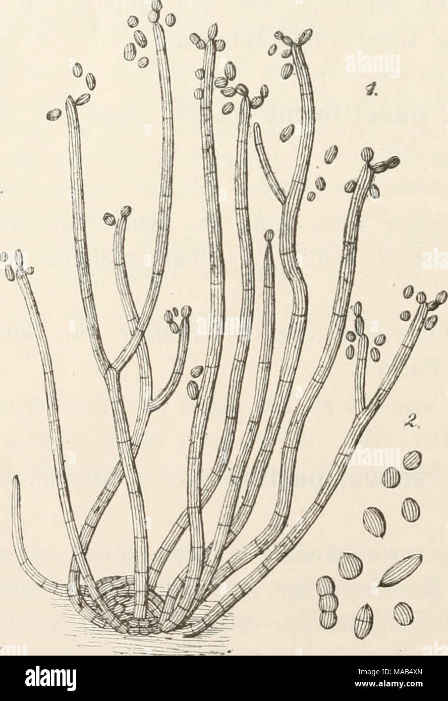 . Dr. L. Rabenhorst's Kryptogamen-Flora von Deutschland, Oesterreich und der Schweiz . Cladosporium sphaerospermum Penz. 1. Konidienträger. 2. Konidien. Stark vergr. (Nach Peiizig.) 1593. C. sphaerospermum Pen/.ig m Micheha 11, 47.3 (1882). — Sacc. Fungi ital. Tab. 1203; Syll. IV, 355. Rasen deutlich sichtbar, gedrängt stehend, zusammenfließend, ein sammetartiges Lager oder Kissen bildend. Konidienträger Stock Photo