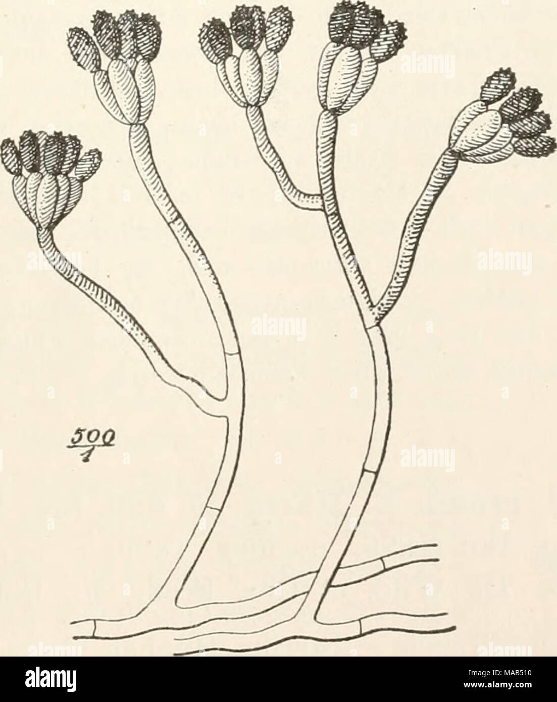 . Dr. L. Rabenhorst's Kryptogamen-Flora von Deutschland, Oesterreich und der Schweiz . Stachybotrys lobulata Berk. (Nach Oudemans.) Stock Photo