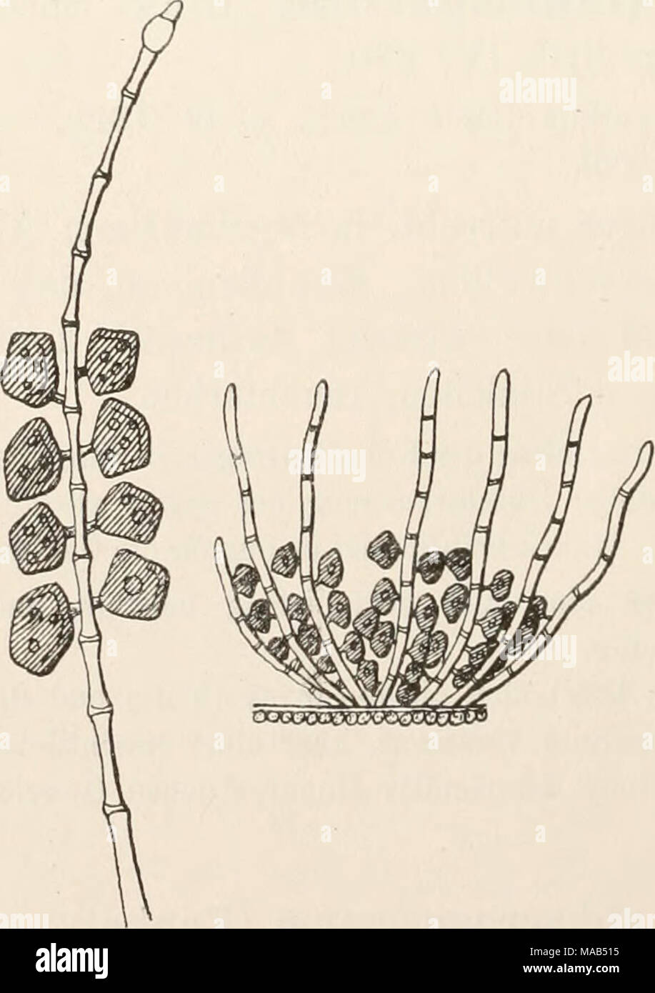 . Dr. L. Rabenhorst's Kryptogamen-Flora von Deutschland, Oesterreich und der Schweiz . Goniosporium puccinioi;des (DC.) Stark vergr. (Nach Saccardo.) Stock Photo