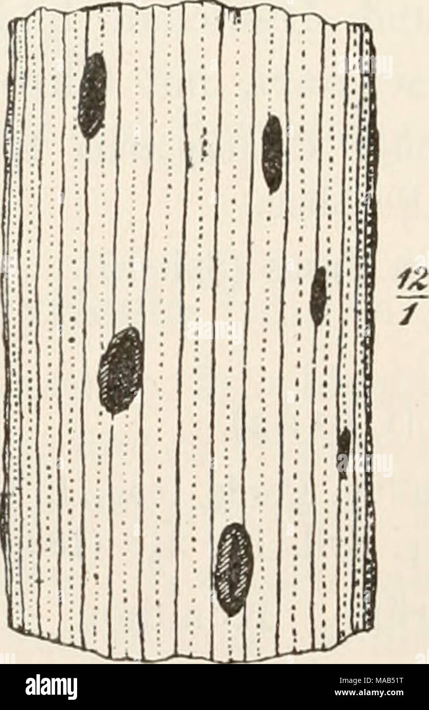 . Dr. L. Rabenhorst's Kryptogamen-Flora von Deutschland, Oesterreich und der Schweiz . 1000 1 Pusella typhae Lindau. Habitus des Pilzes auf Typha und Konidien (Orig). 1137. F. olivacea (Corda). Syu. Pusidium olivaceum Oorda Icon. I, 3 (1837) Fig. 54. Fusella olivacea Sacc. Syll IV, 24G (1880). Häufchen etwas ausgebreitet, schwarzgrün. sich verfärbend. Konidien länglich, beidendig stumpf, olivengrün, halbdurchsichtig, ziemlich groß. Auf toten Stengeln von ümbelliferen in Böhmen (Corda). Stock Photo